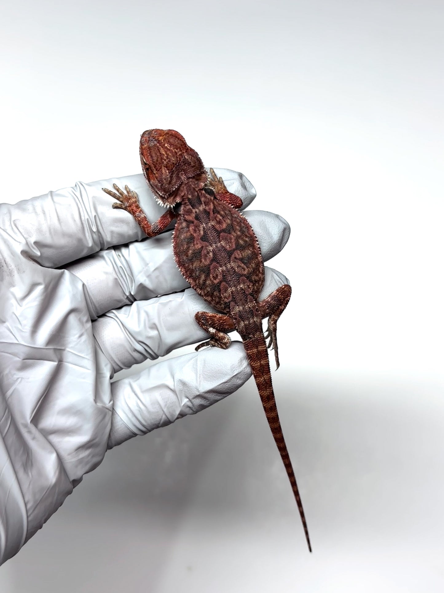 🖤☠️🩸#9 1/2 Red Monster 🩸☠️🖤