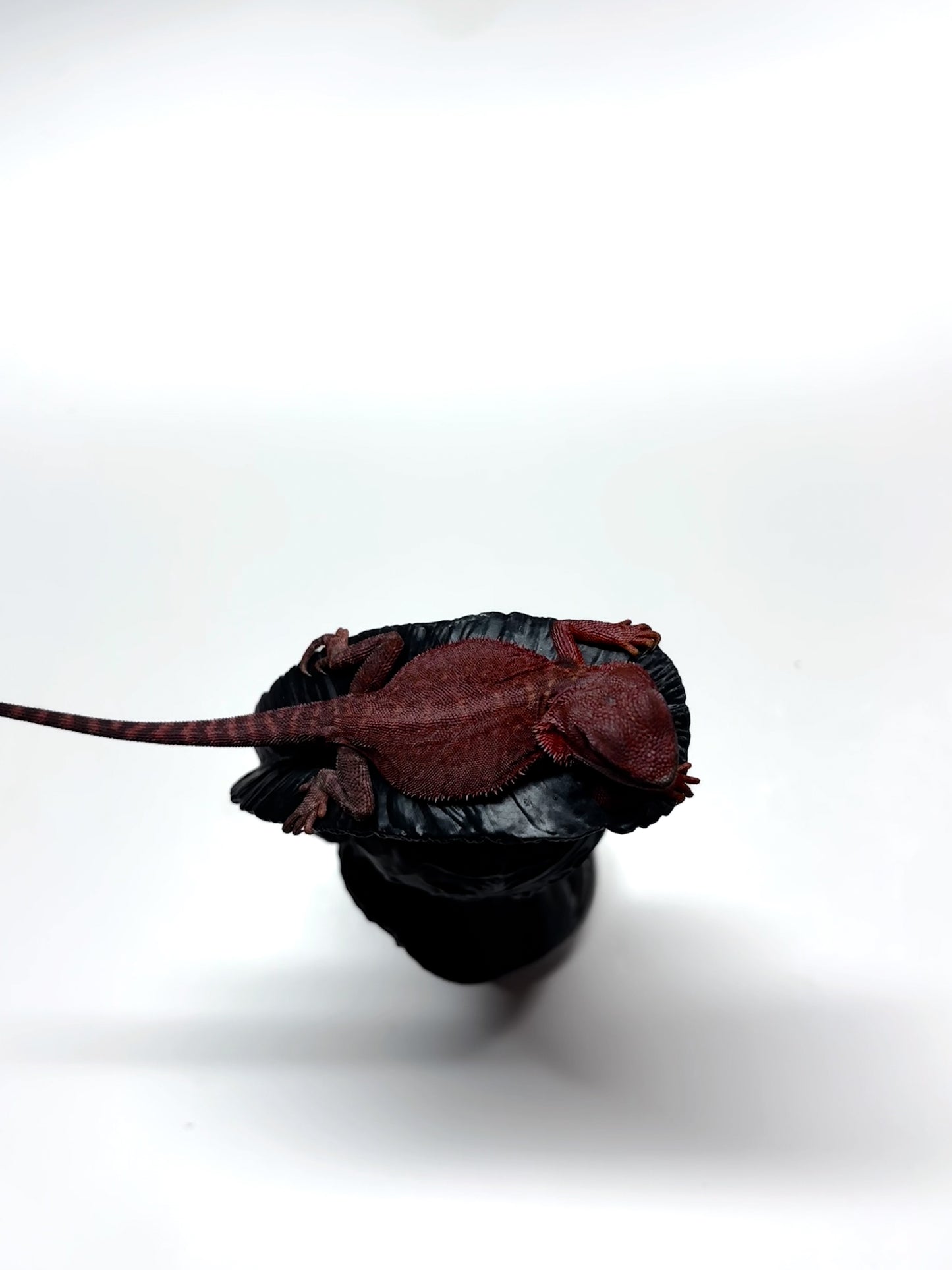 🩸#5 Extreme Dark Red Trans Monster🩸(HOLDBACK)