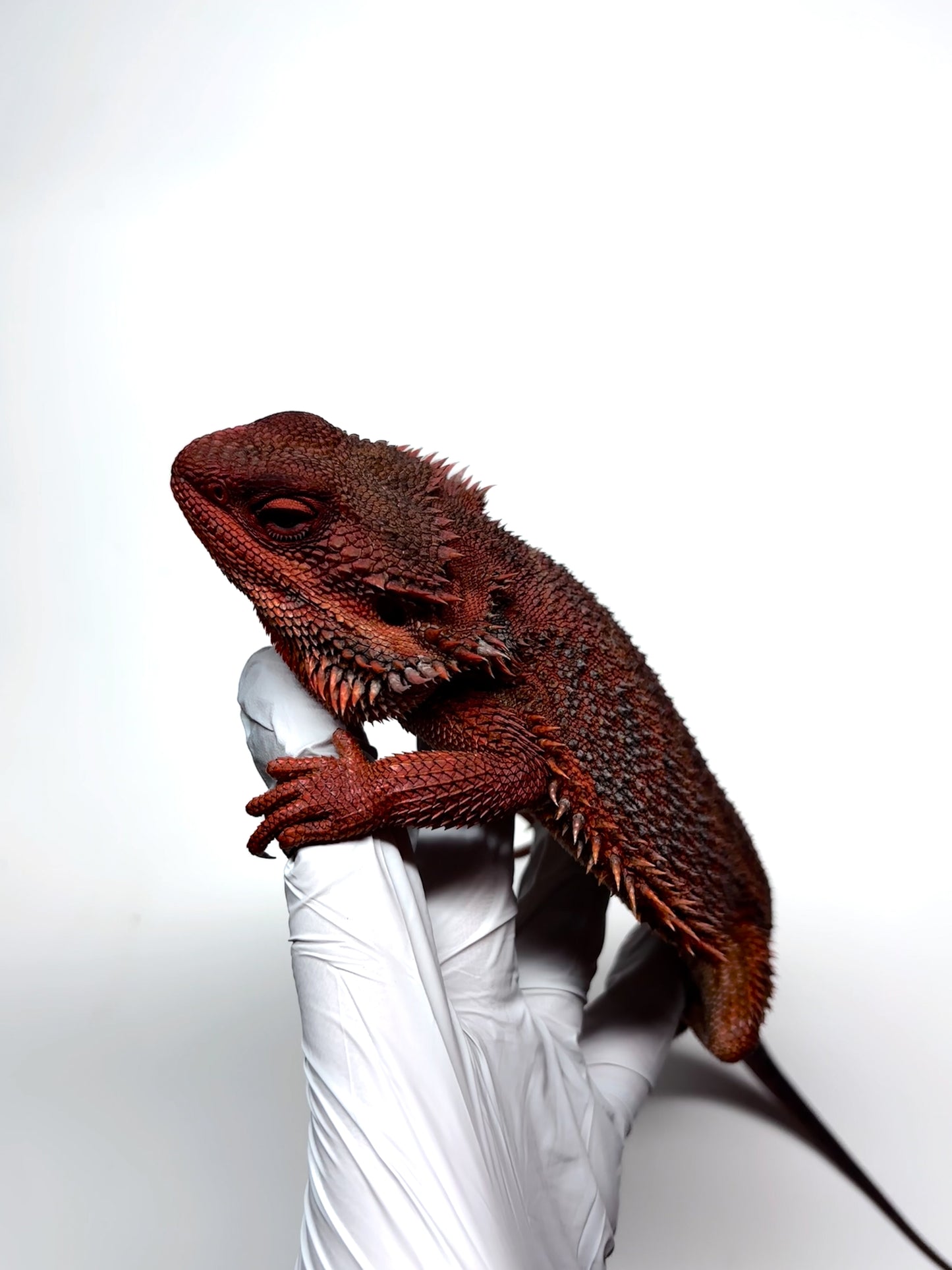 ❄️🩸#1 ADULT Red Monster Blue Tiger🩸🐯(Holdback Release)