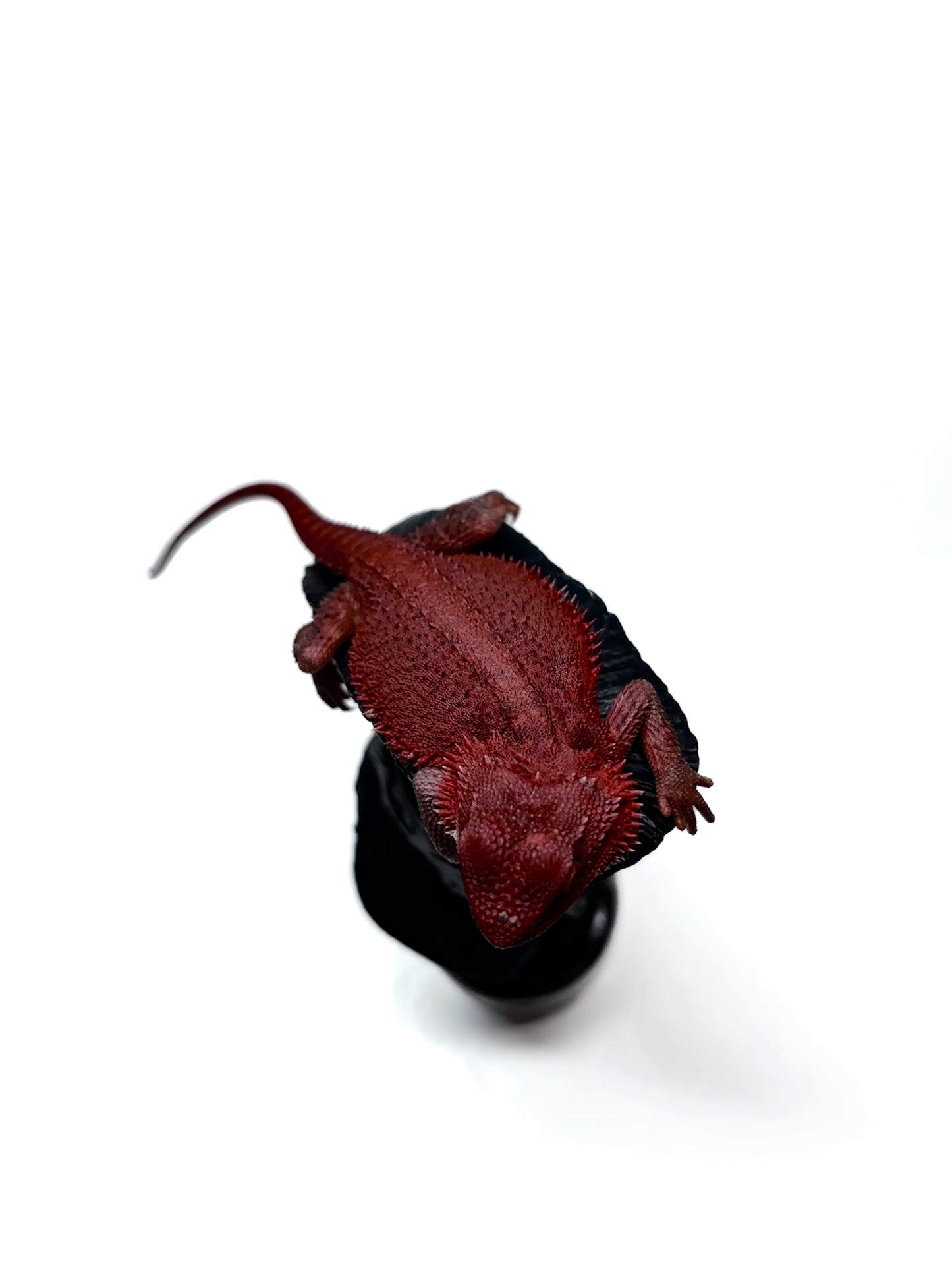 🩸 #4 Extreme Dark Red Monster Trans🩸