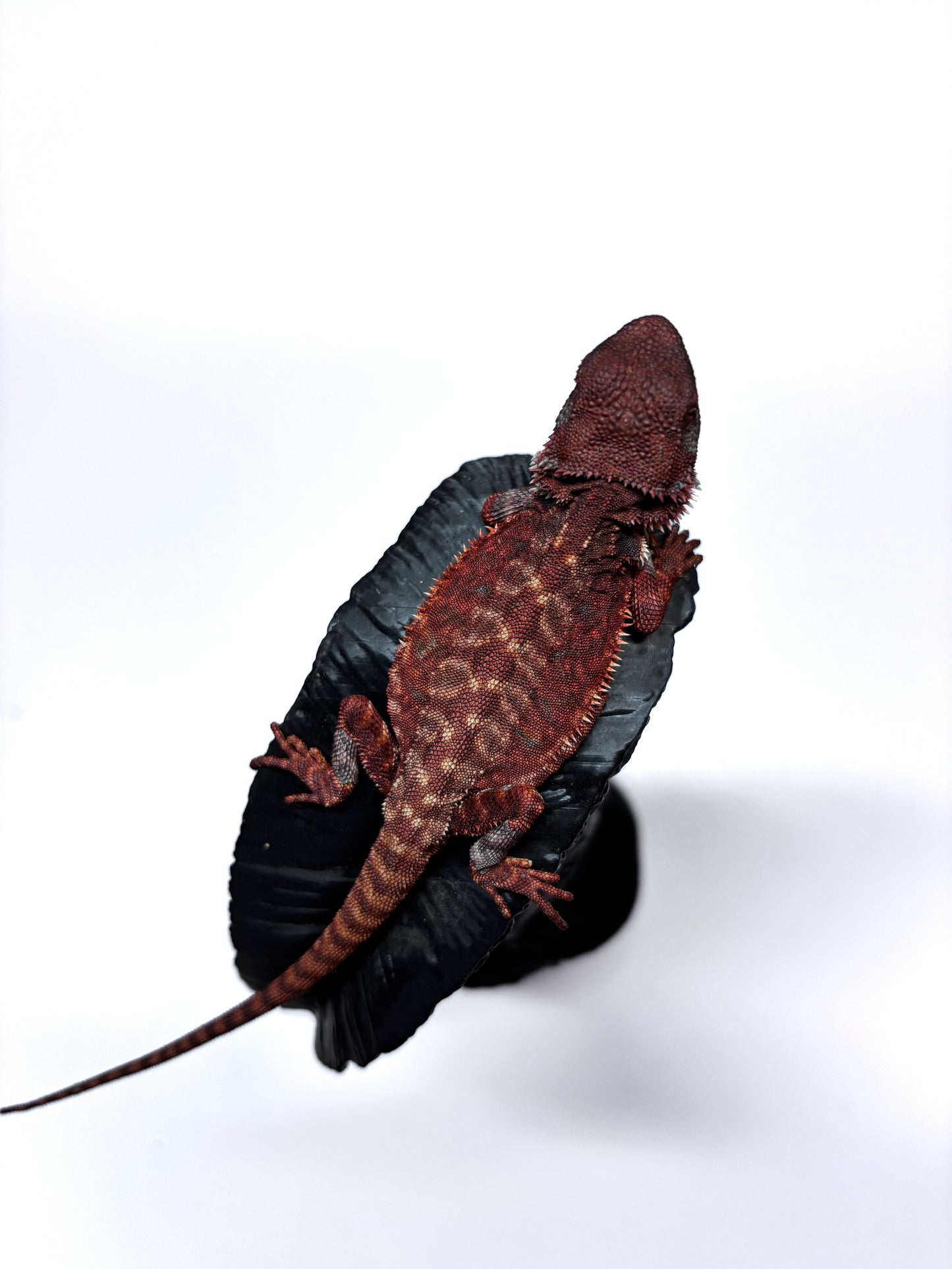 🩸🩸#10 Extreme Dark Red Monster Leatherback🩸🩸(HOLDBACK RELEASE)