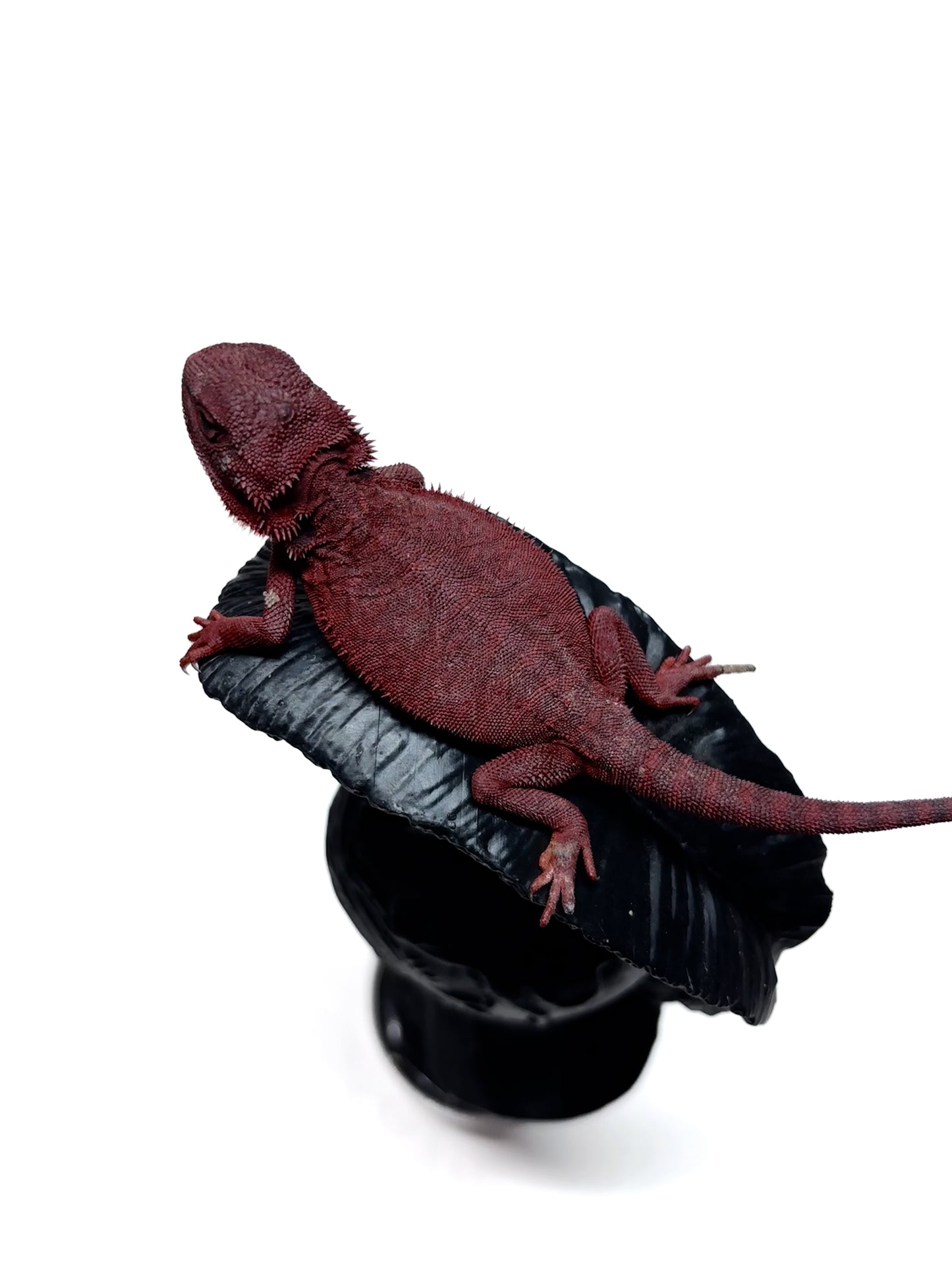 🩸#1 Red Monster Translucent Leatherback🩸(Holdback Release)