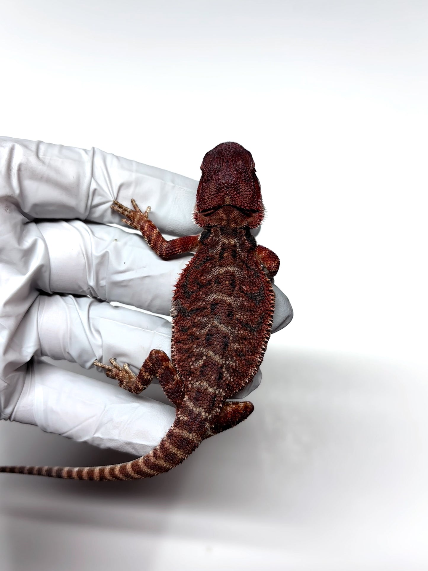 🩸 #4 Extreme Dark Red Monster Tiger🩸