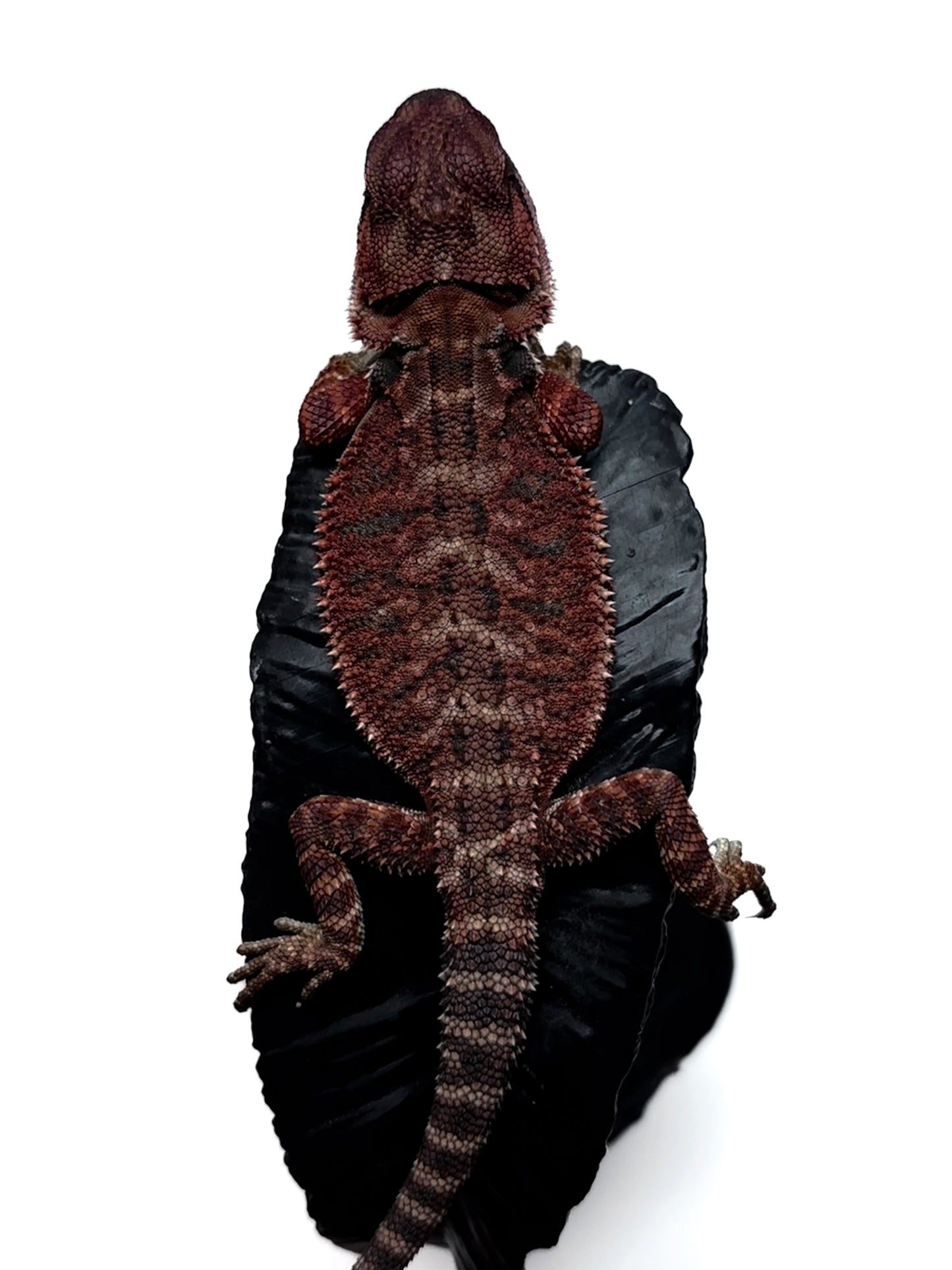 🖤#15 Dark Red Monster🖤