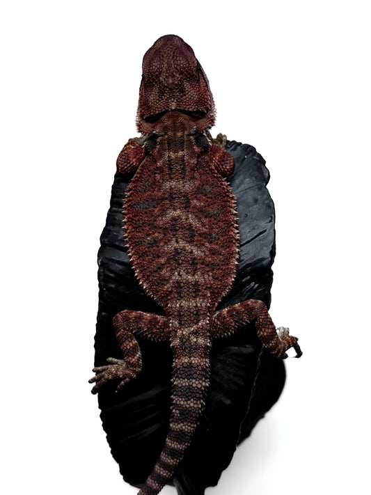 🖤#15 Dark Red Monster🖤