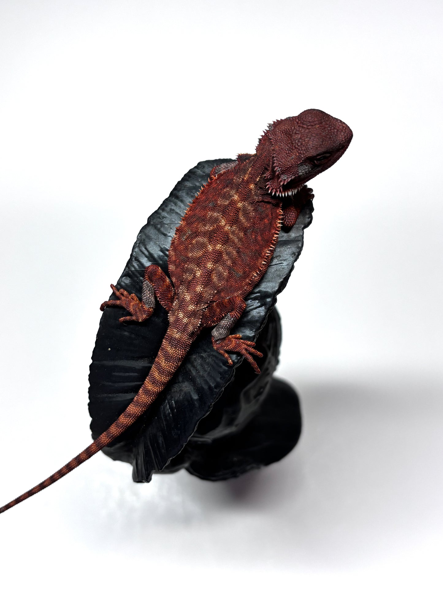 🩸🩸#10 Extreme Dark Red Monster Leatherback🩸🩸(HOLDBACK RELEASE)