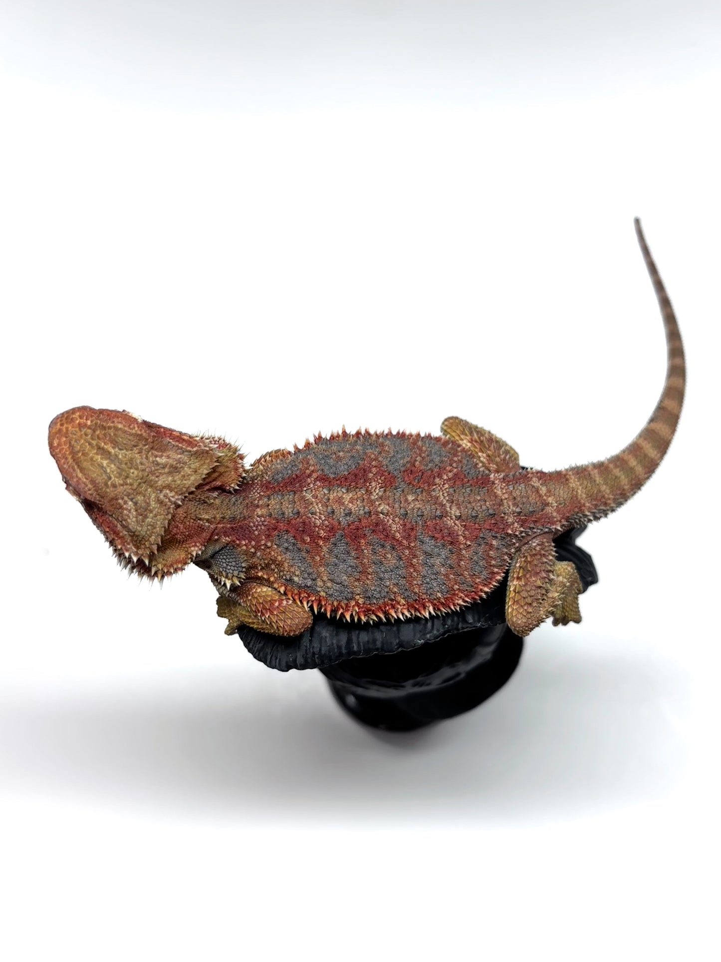 🌈 #21 Hypo Rainbow Blue Tiger🌈