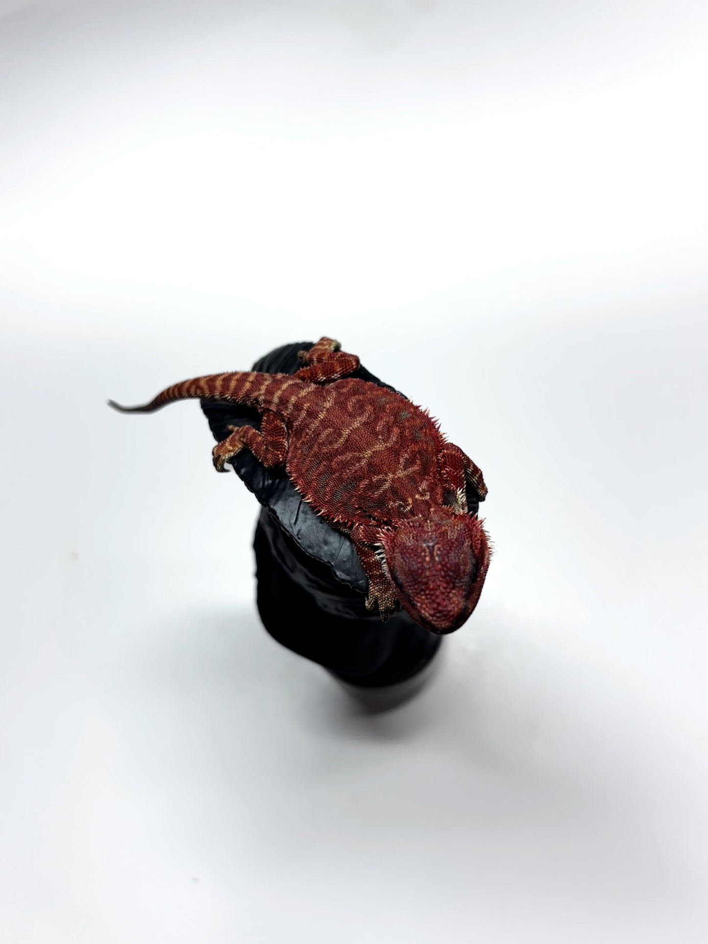 🩸#8 Extreme Dark Red Monster Leather🩸