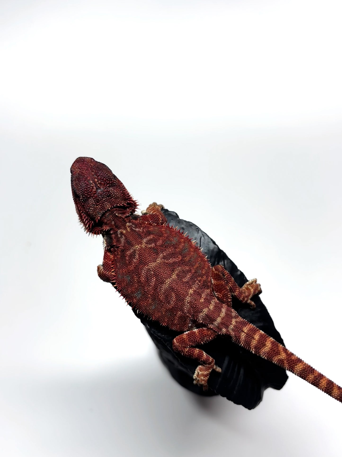 🩸#8 Extreme Dark Red Monster Leather🩸