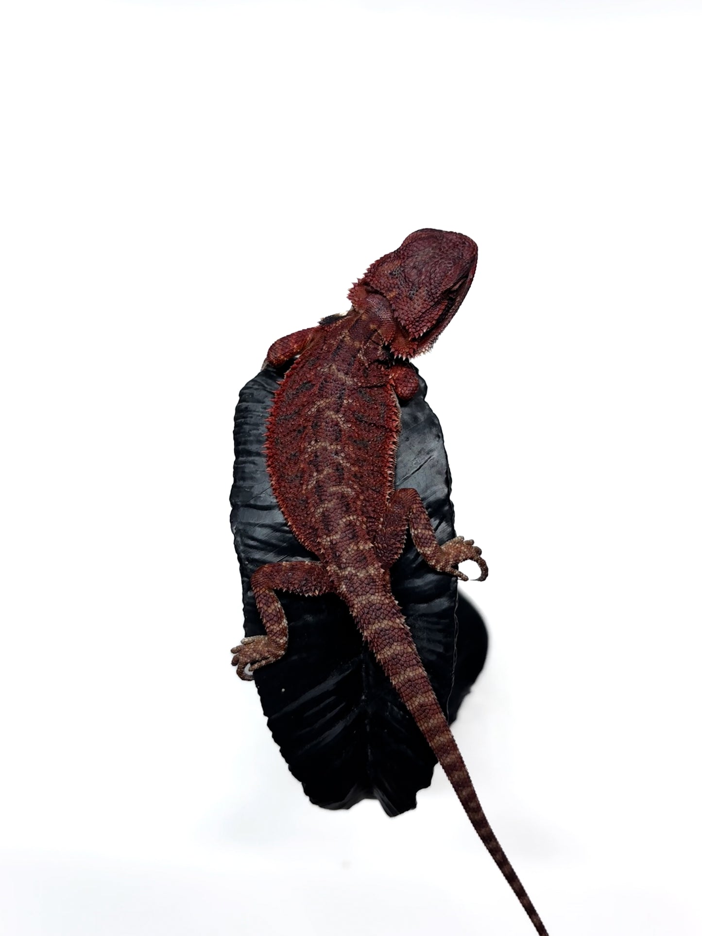 🔥🛑#2 Extreme Dark RED MONSTER 🛑🔥(Holdback Release)