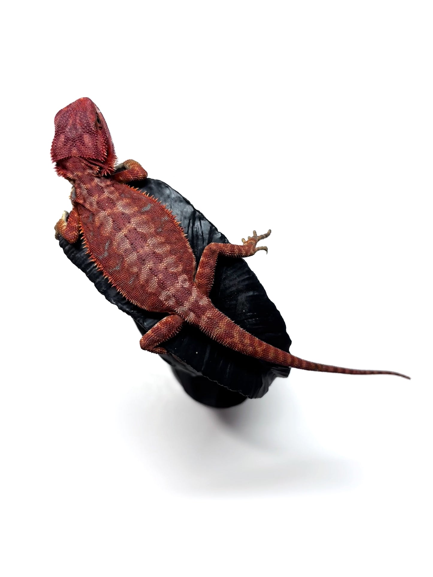 🩸#7 Extreme Dark Red Monster Hypo Leather🩸