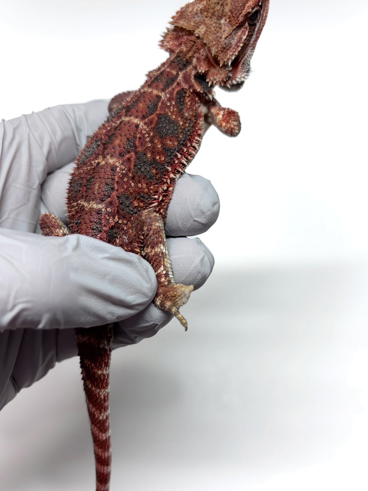 🔥#25 Red Extreme Blue Tiger🔥