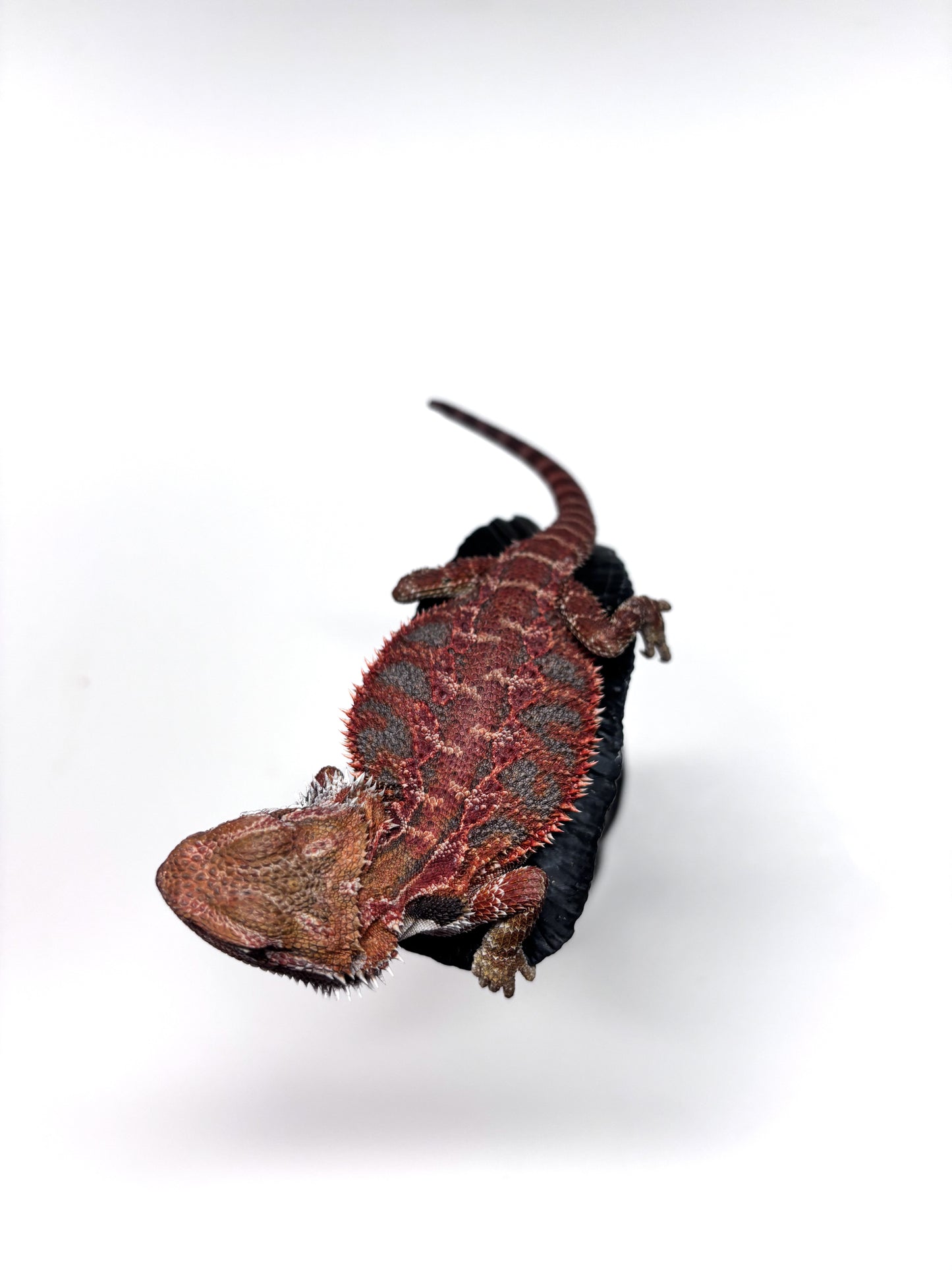 💙🔥#12 Red Blue Tiger 🔥💙