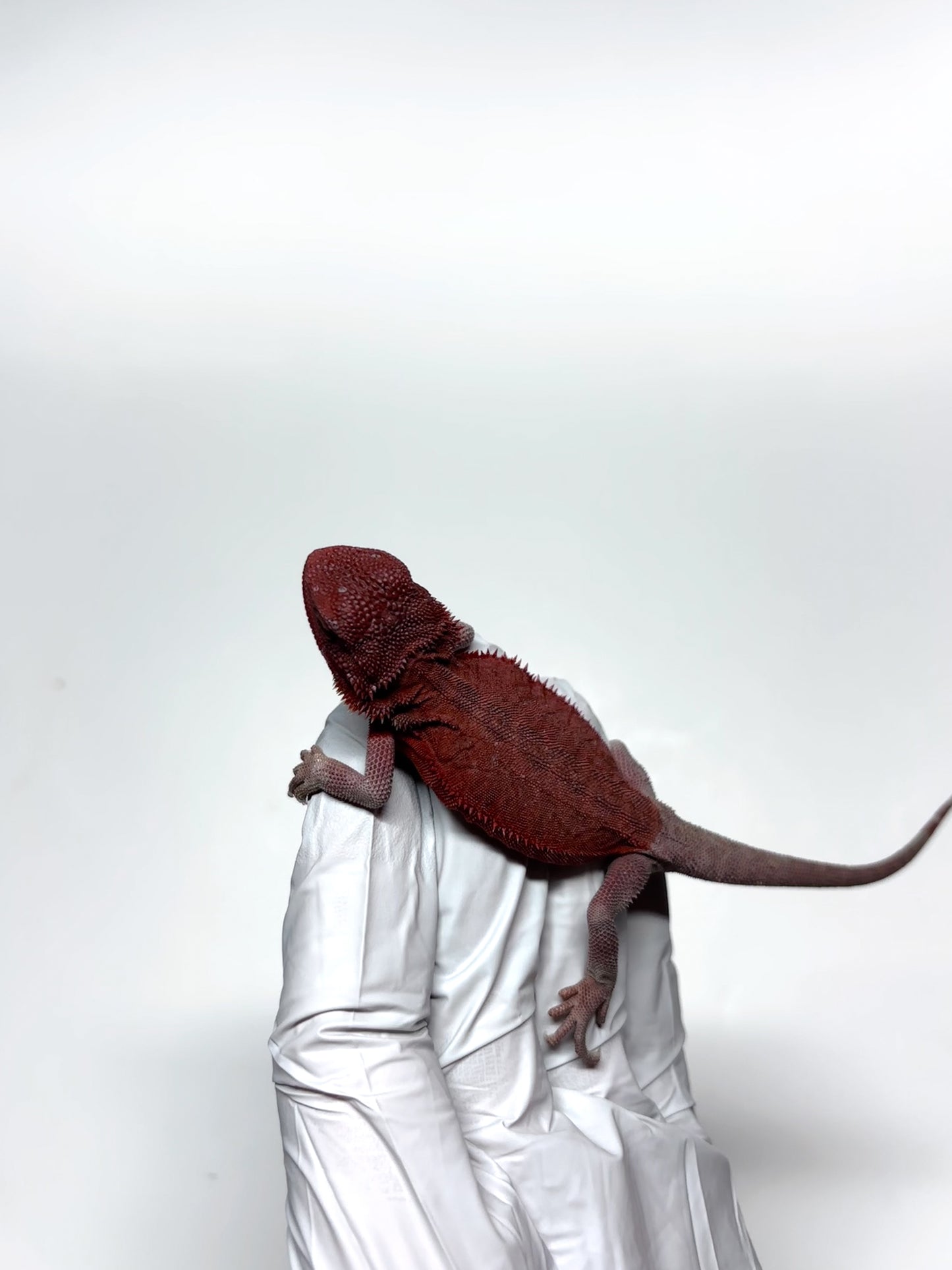 🩸#11 Extreme Red Monster Hypo Trans leather🩸