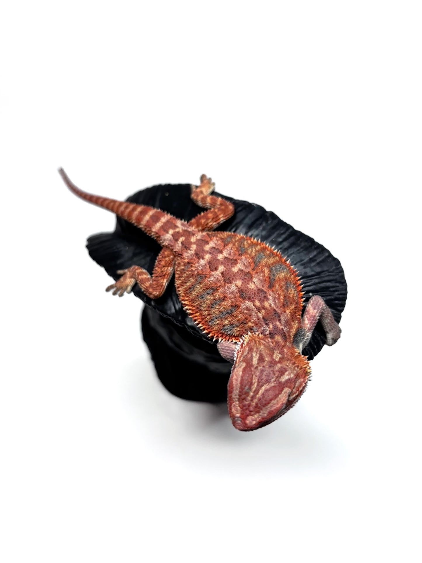 🔥 #27 Half Red Monster Hypo Tiger