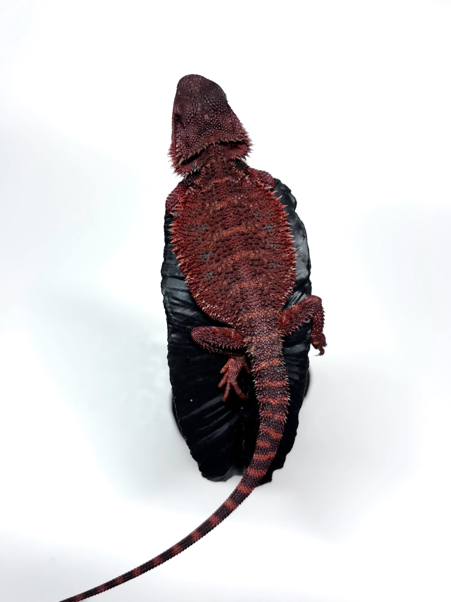 🩸#13 Extreme Dark Red Monster🩸