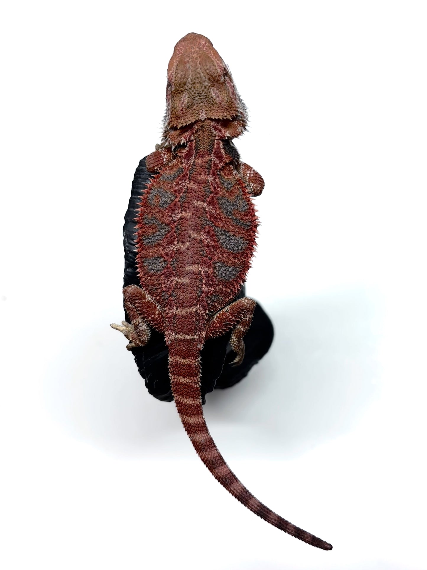 💙🔥#12 Red Blue Tiger 🔥💙