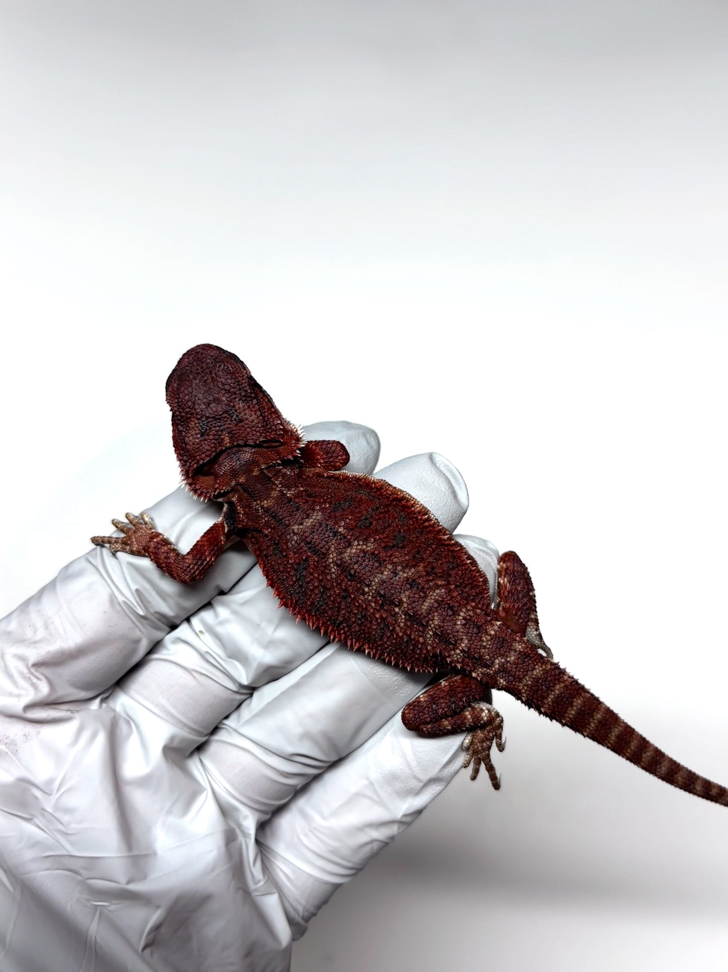 🔥🛑#2 Extreme Dark RED MONSTER 🛑🔥(Holdback Release)