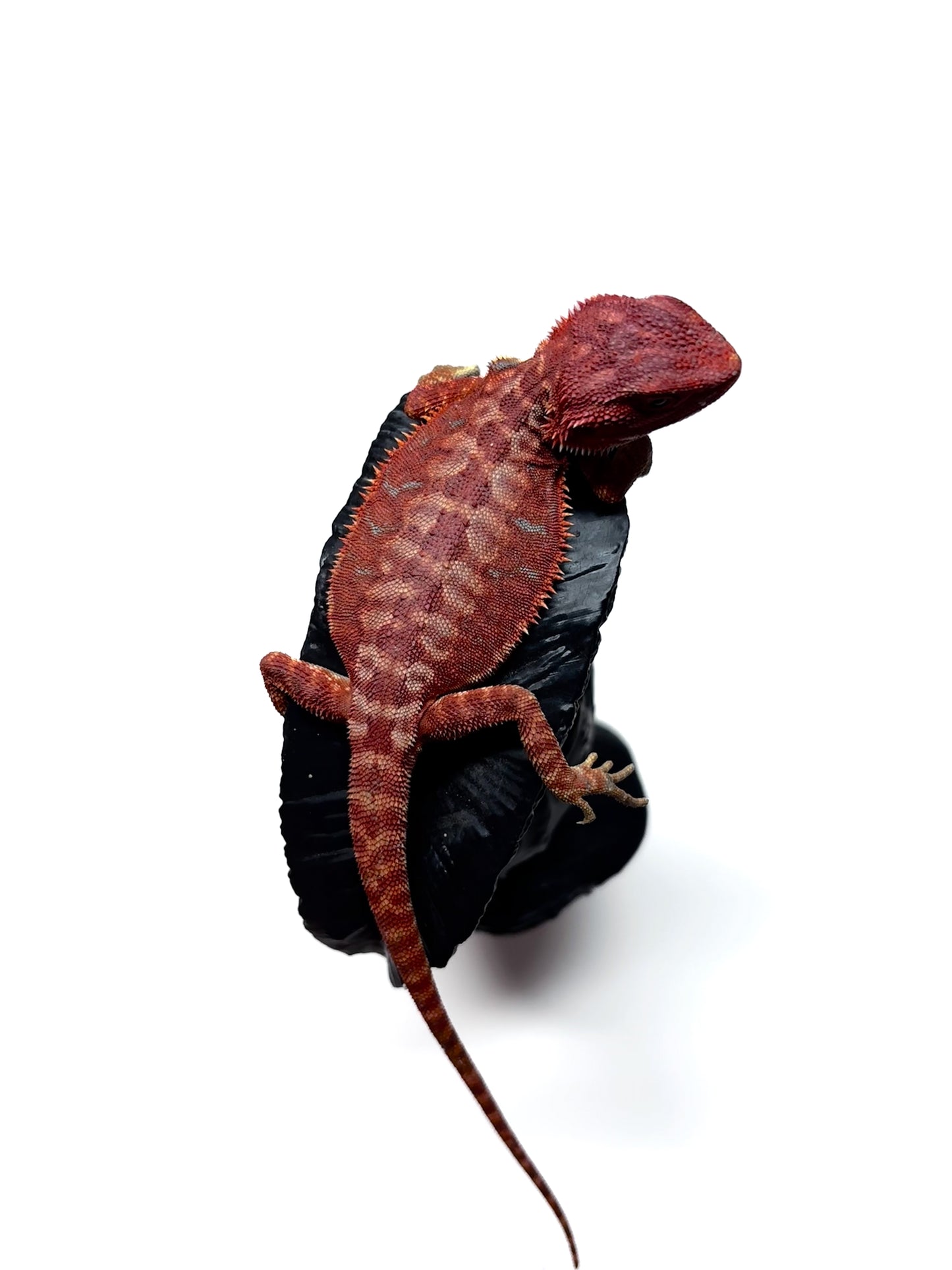 🩸#7 Extreme Dark Red Monster Hypo Leather🩸