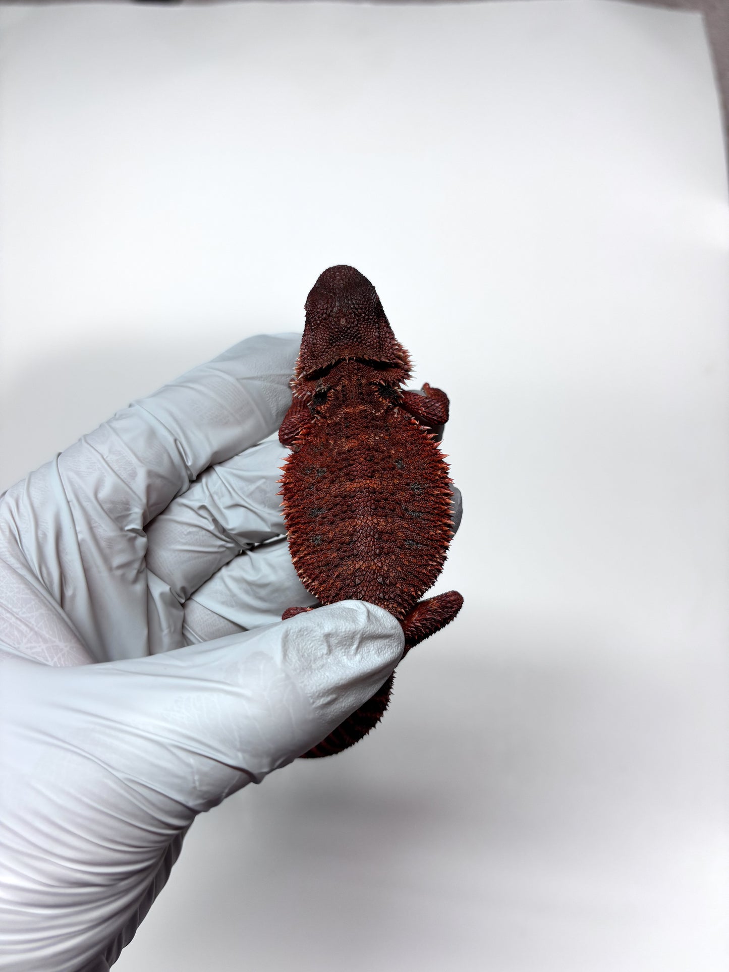 🩸#13 Extreme Dark Red Monster🩸