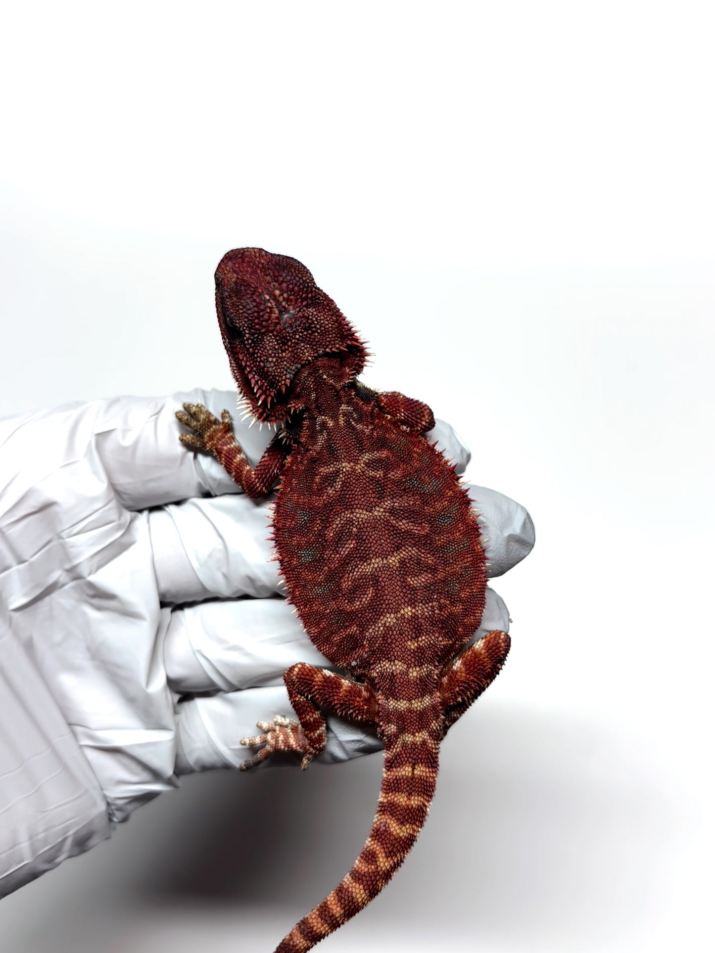 🩸#8 Extreme Dark Red Monster Leather🩸