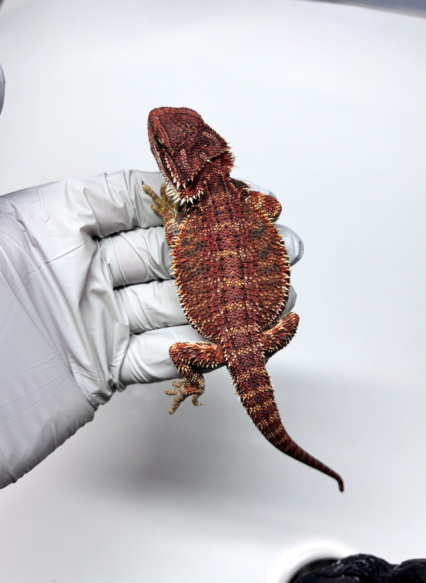 🏎️#20 Red Monster pos G-Stripe🏎️