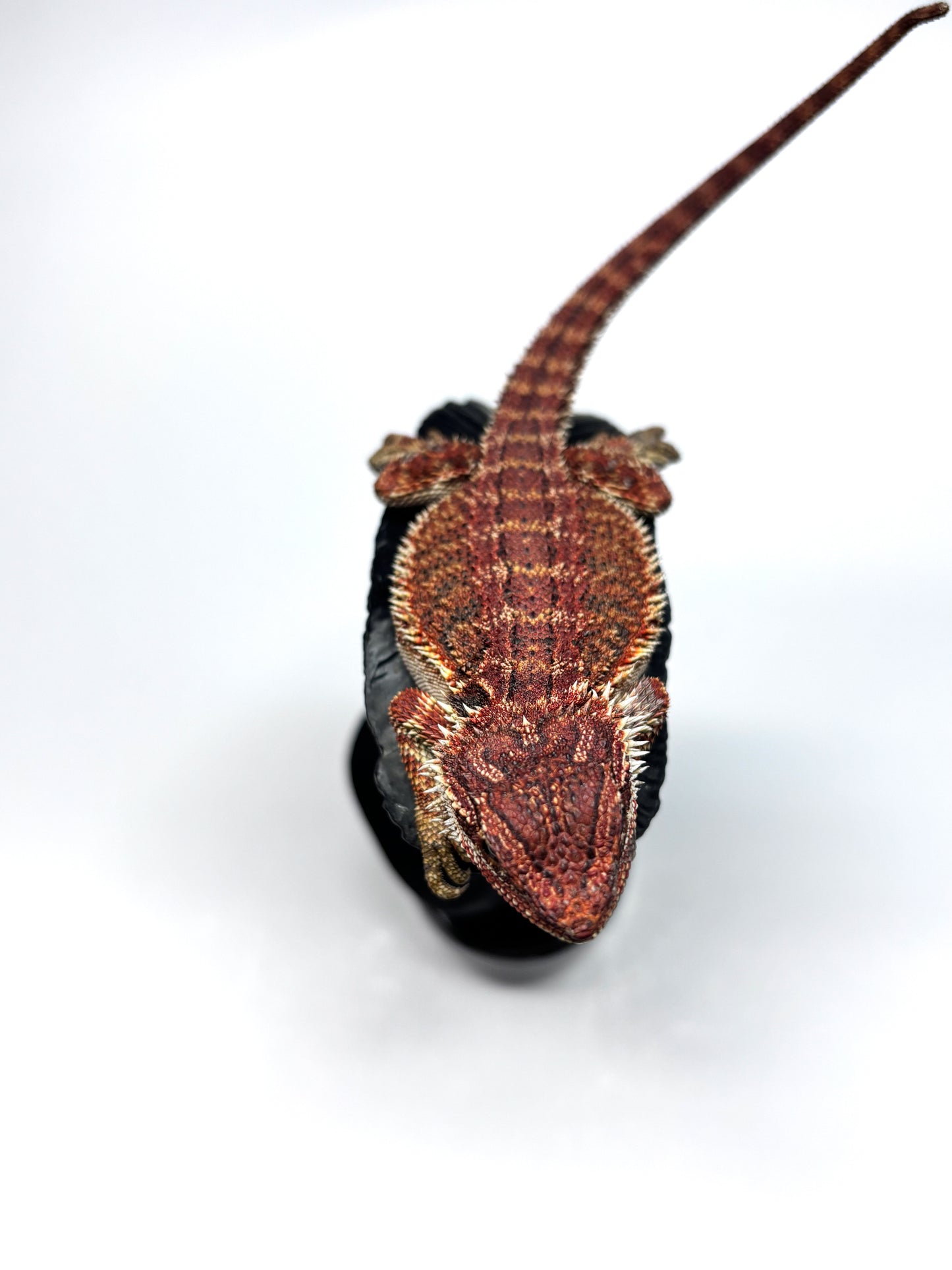 🏎️#20 Red Monster pos G-Stripe🏎️