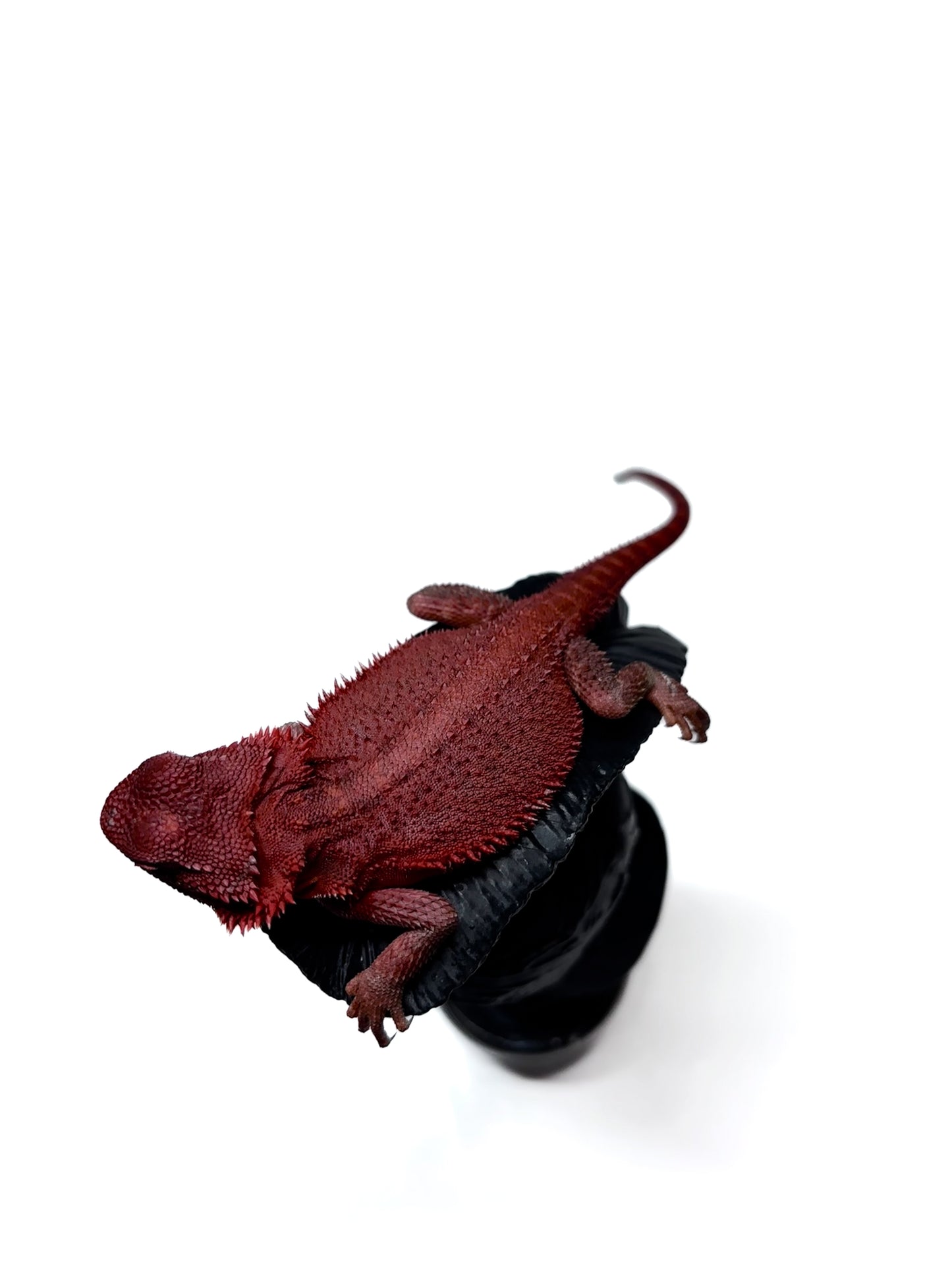 🩸 #4 Extreme Dark Red Monster Trans🩸