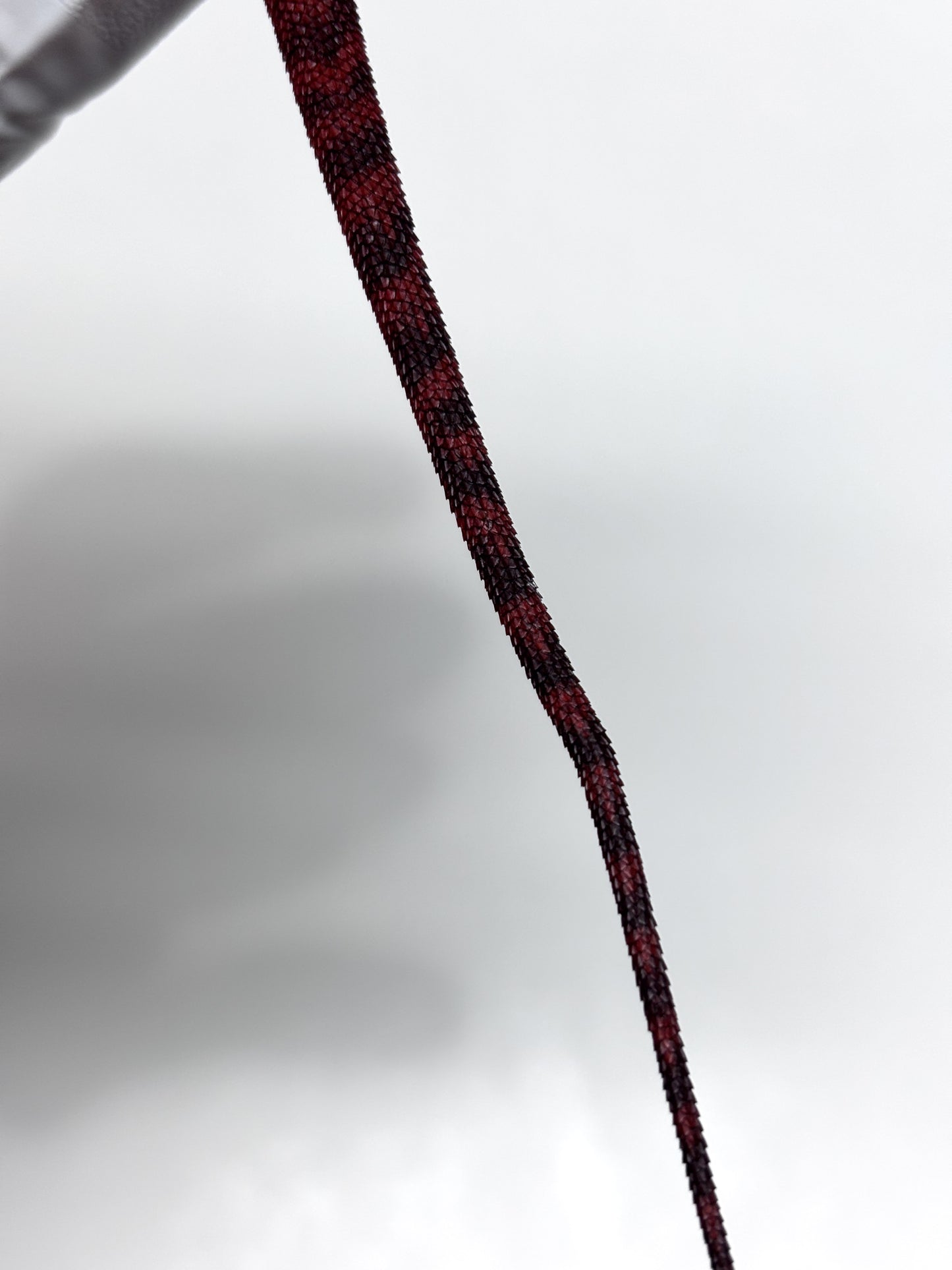 🩸🩸#22 Extreme Dark Red Monster Trans Leatherback🩸🩸