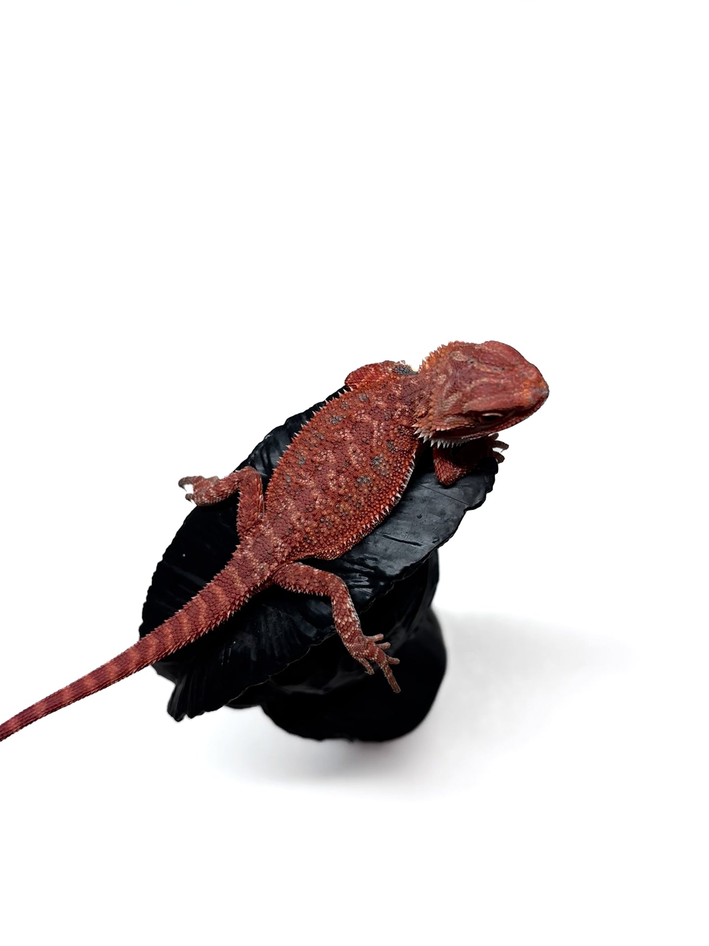 🩸#6 Extreme Dark Red Trans🩸