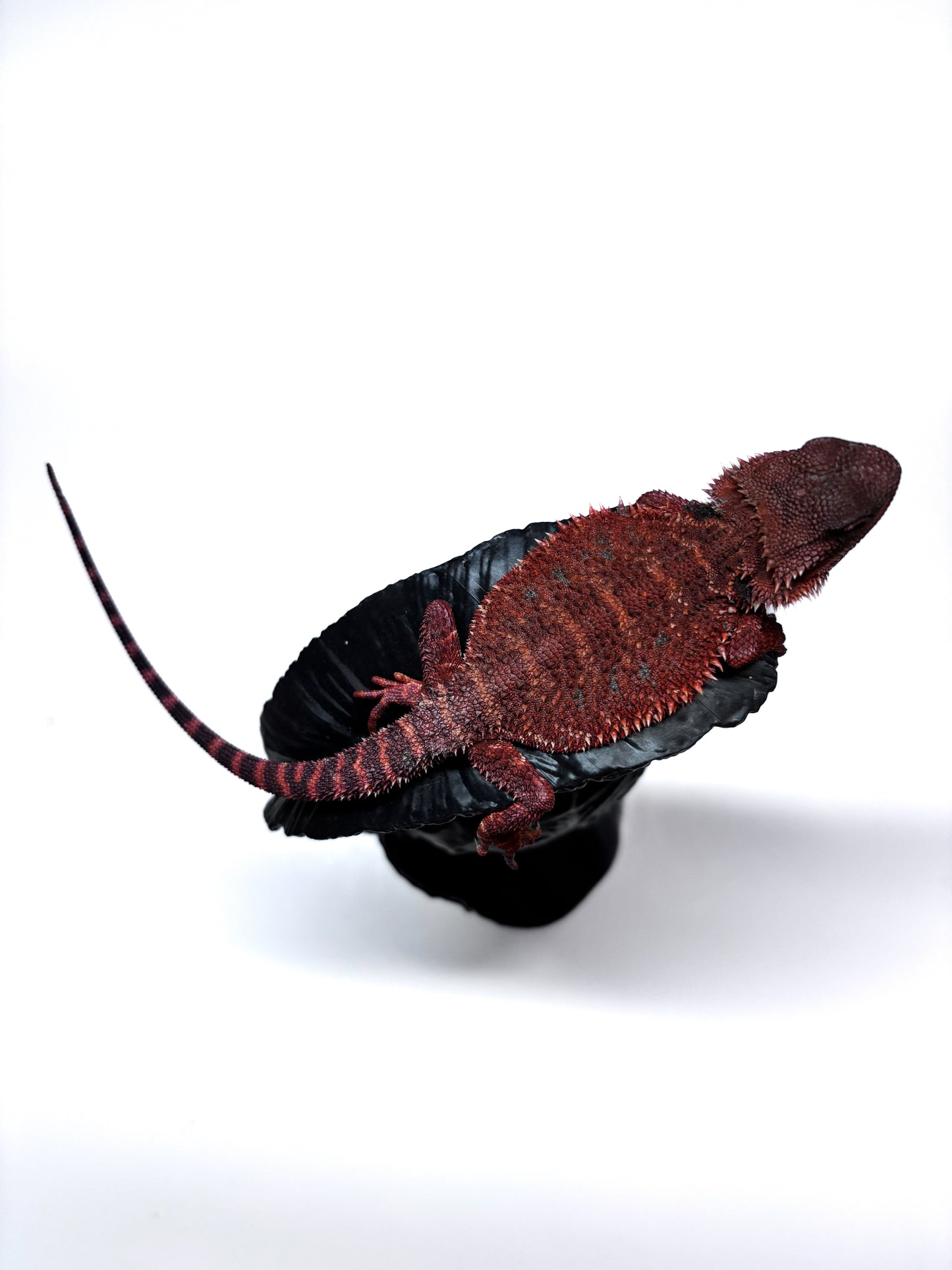 🩸#13 Extreme Dark Red Monster🩸