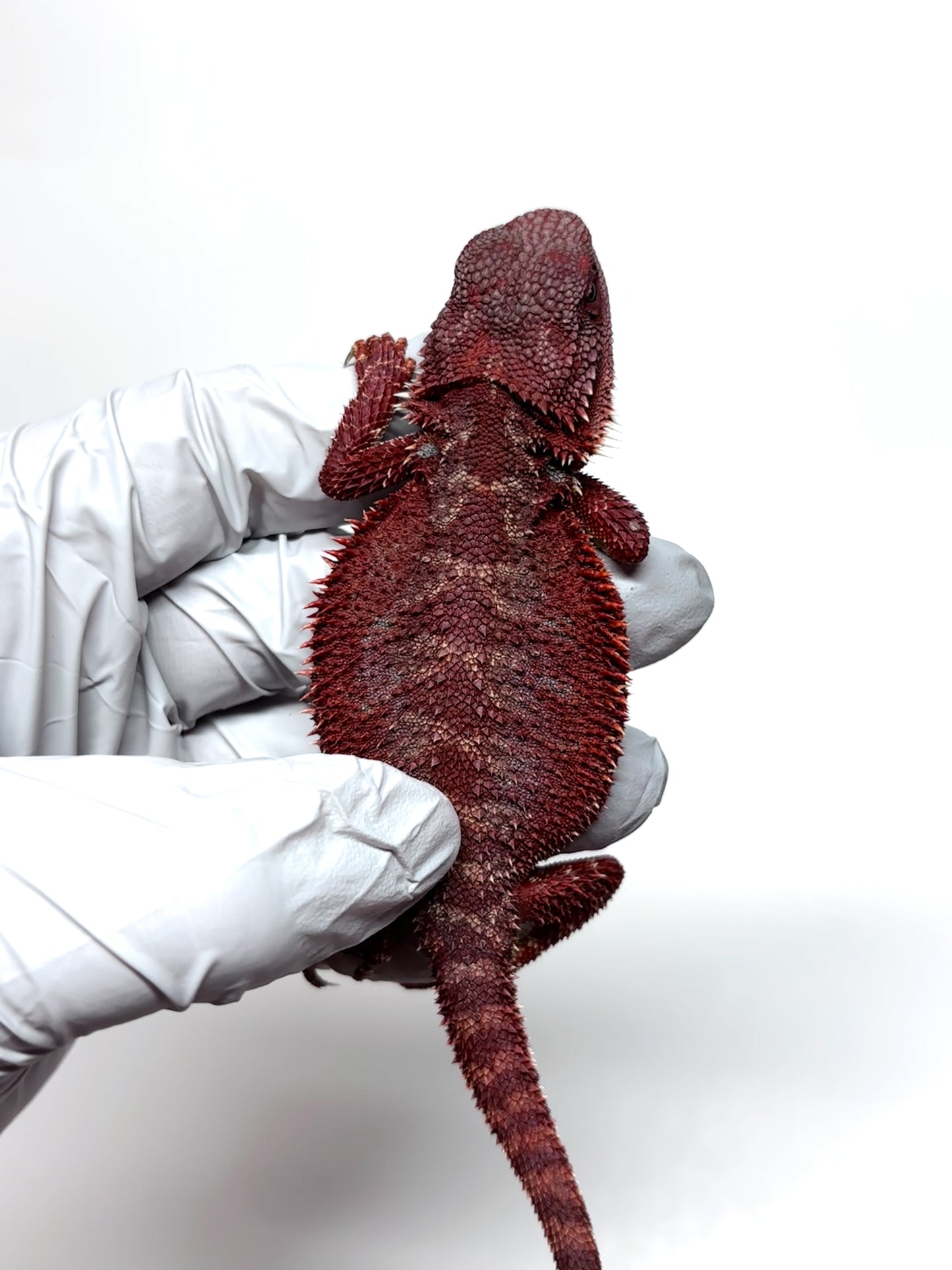 🔥🛑#2 Extreme Dark Hypo RED MONSTER 🛑🔥(Holdback Release)