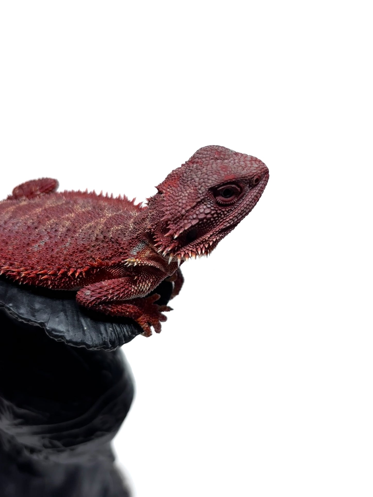 🔥🛑#2 Extreme Dark Hypo RED MONSTER 🛑🔥(Holdback Release)