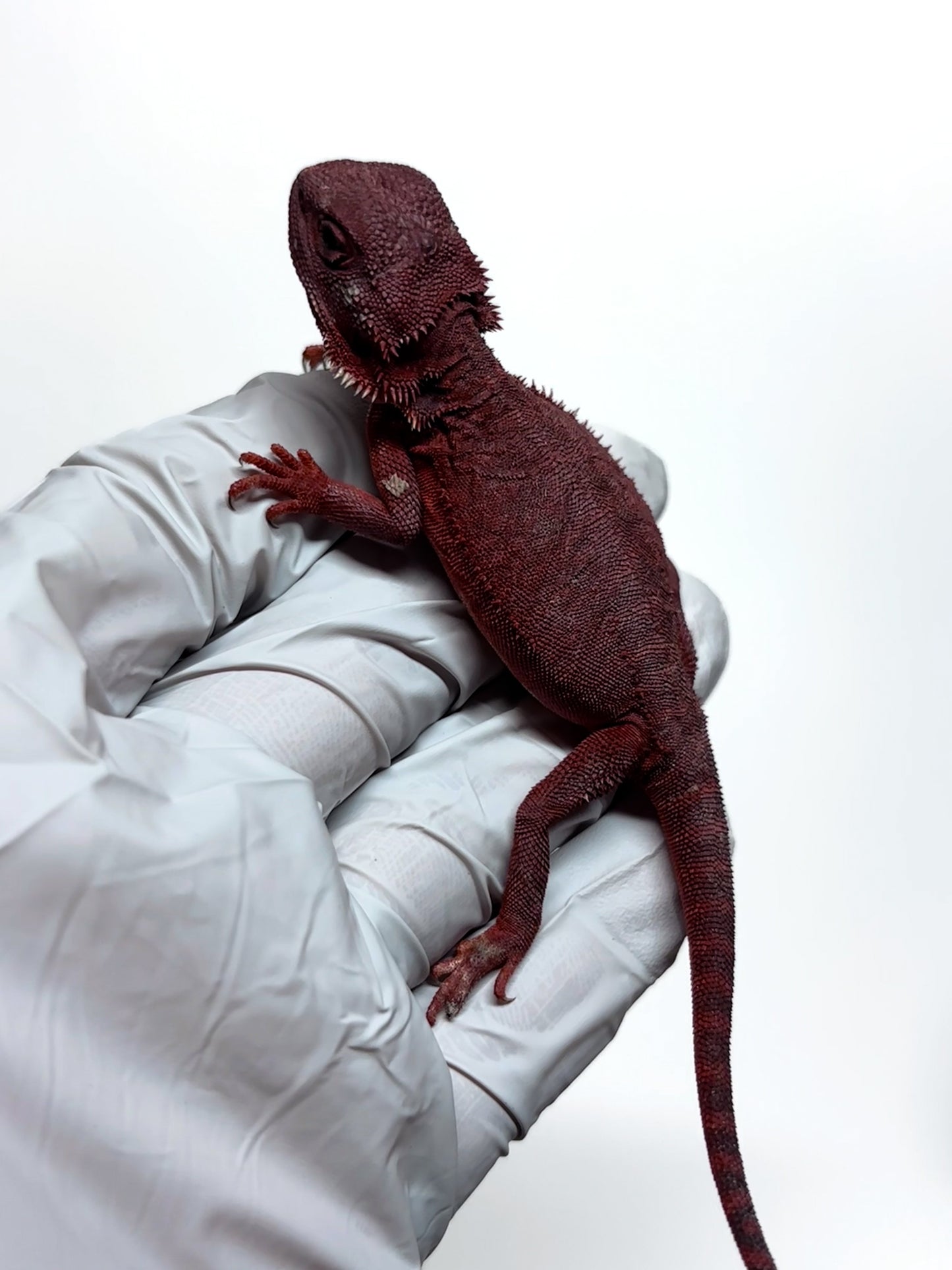 🩸#1 Red Monster Translucent Leatherback🩸(Holdback Release)