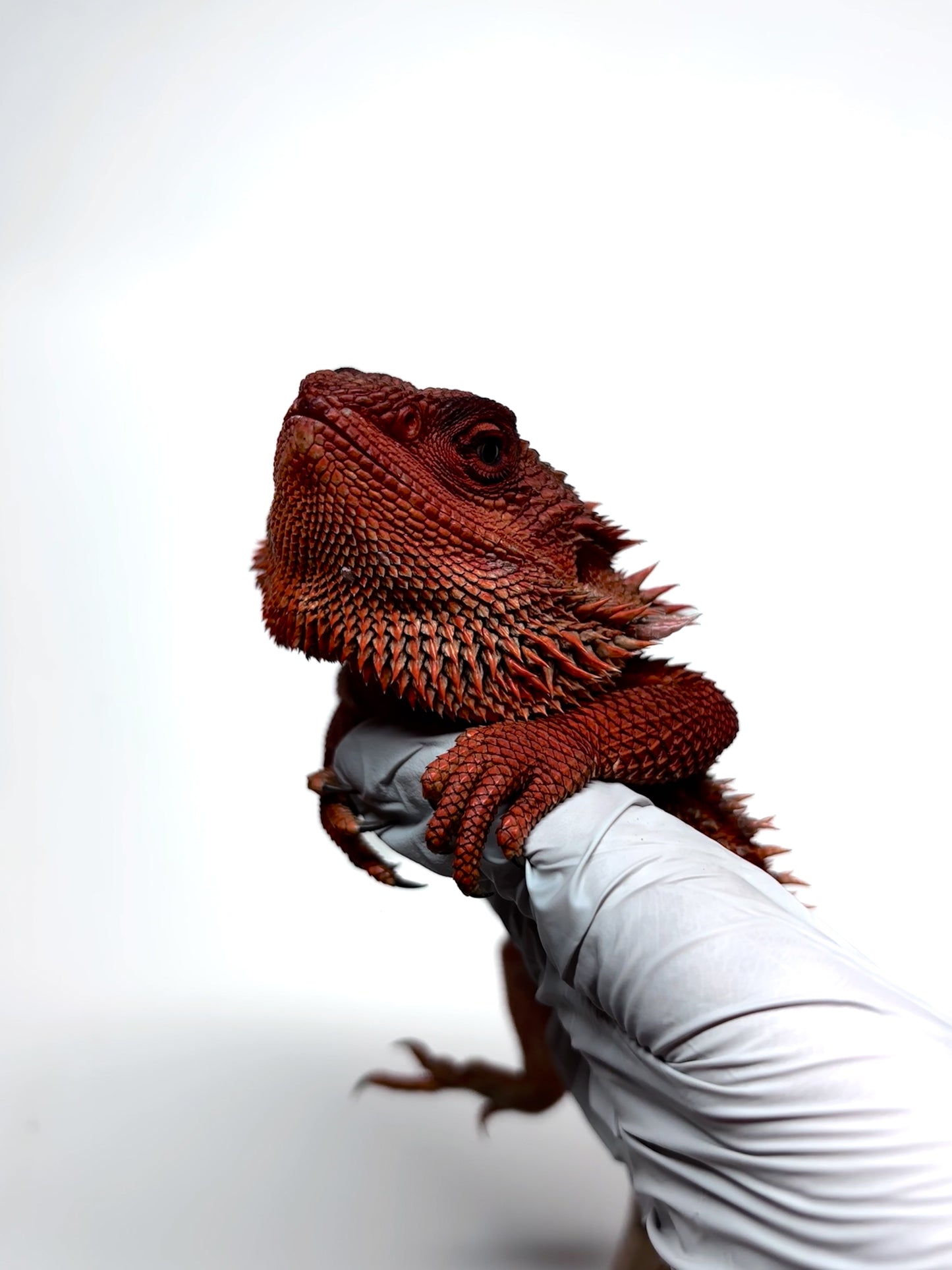 ❄️🩸#1 ADULT Red Monster Blue Tiger🩸🐯(Holdback Release)