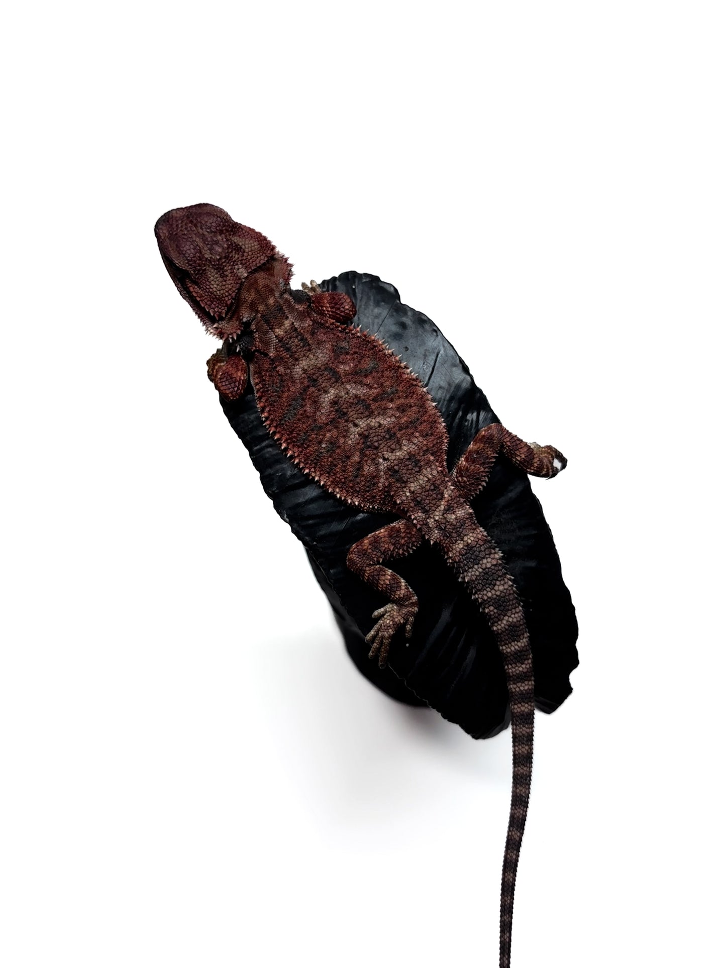 🖤#15 Dark Red Monster🖤