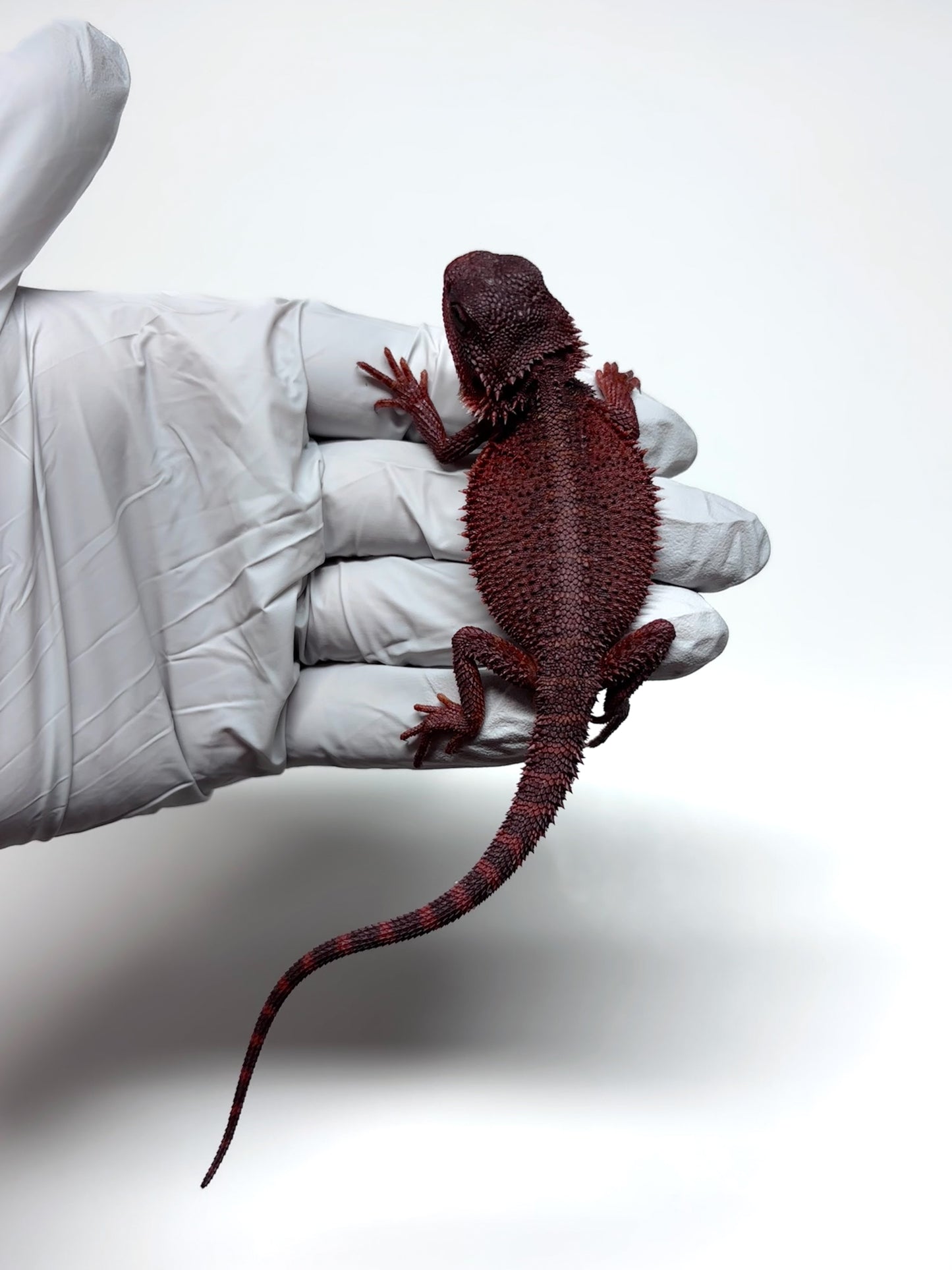 🩸#16 Extreme Dark Red Monster Trans🩸