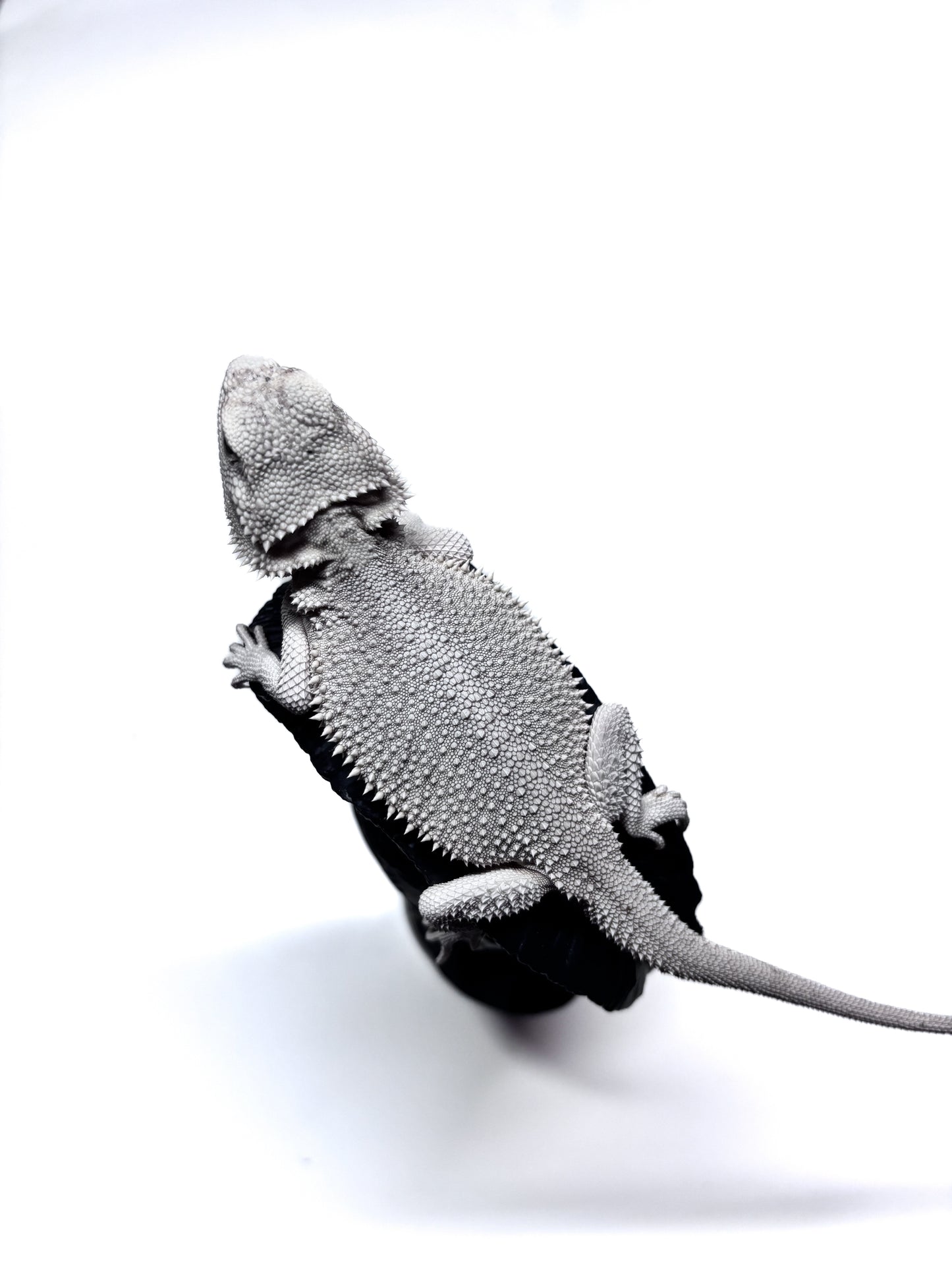 ❄️ #19 Hypo Zero❄️