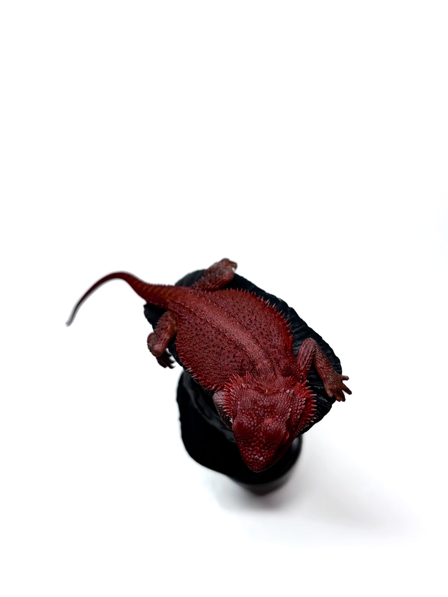 🩸 #4 Extreme Dark Red Monster Trans🩸