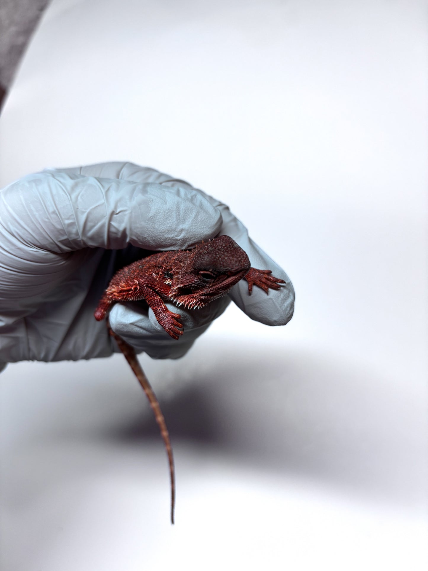 🩸#13 Extreme Dark Red Monster🩸