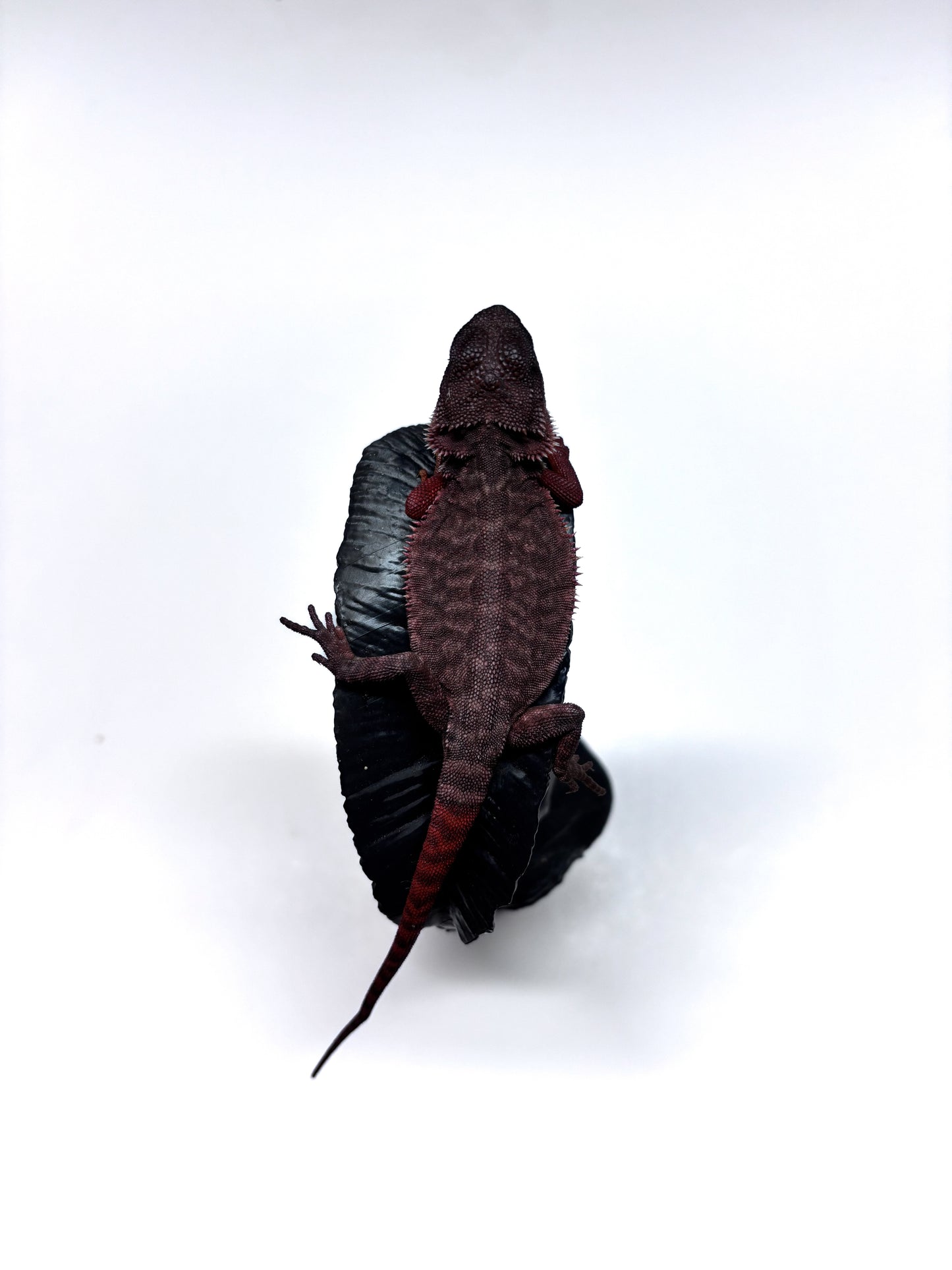 🩸🩸#22 Extreme Dark Red Monster Trans Leatherback🩸🩸