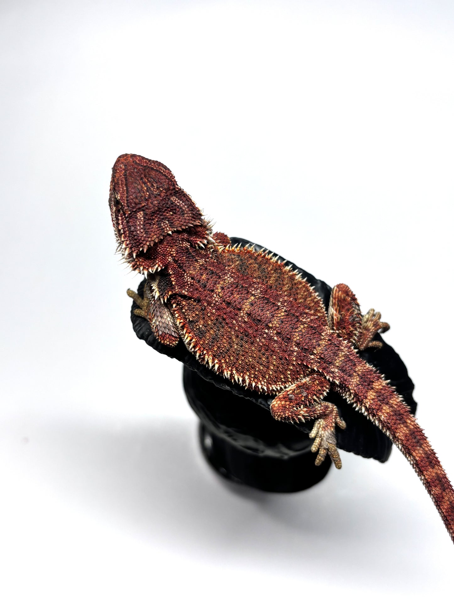 🏎️#20 Red Monster pos G-Stripe🏎️