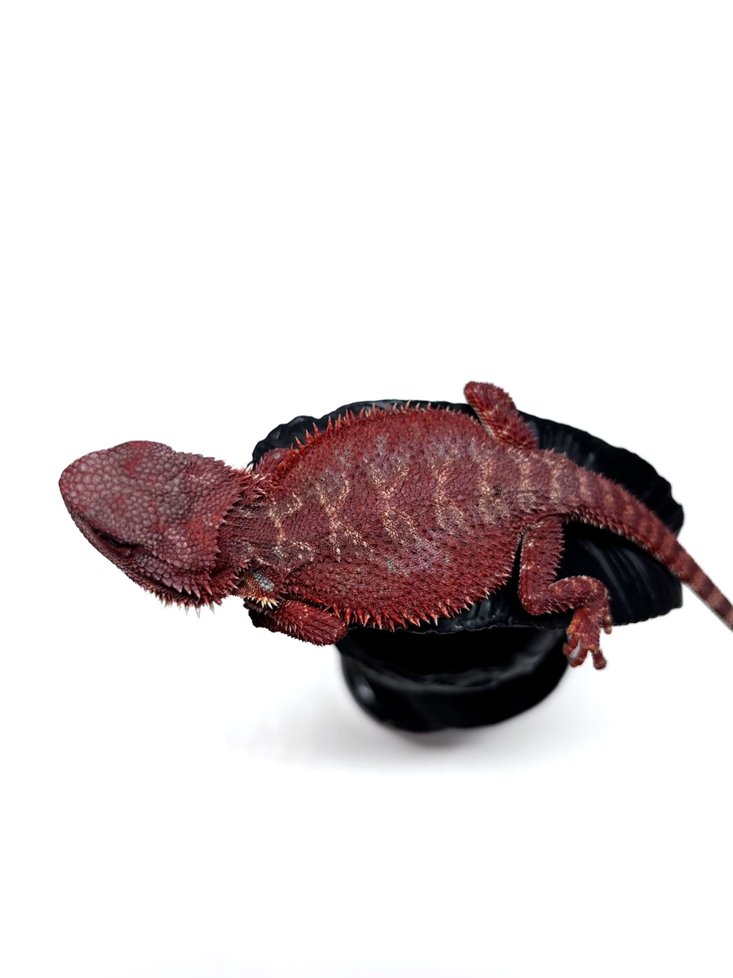 🔥🛑#2 Extreme Dark Hypo RED MONSTER 🛑🔥(Holdback Release)