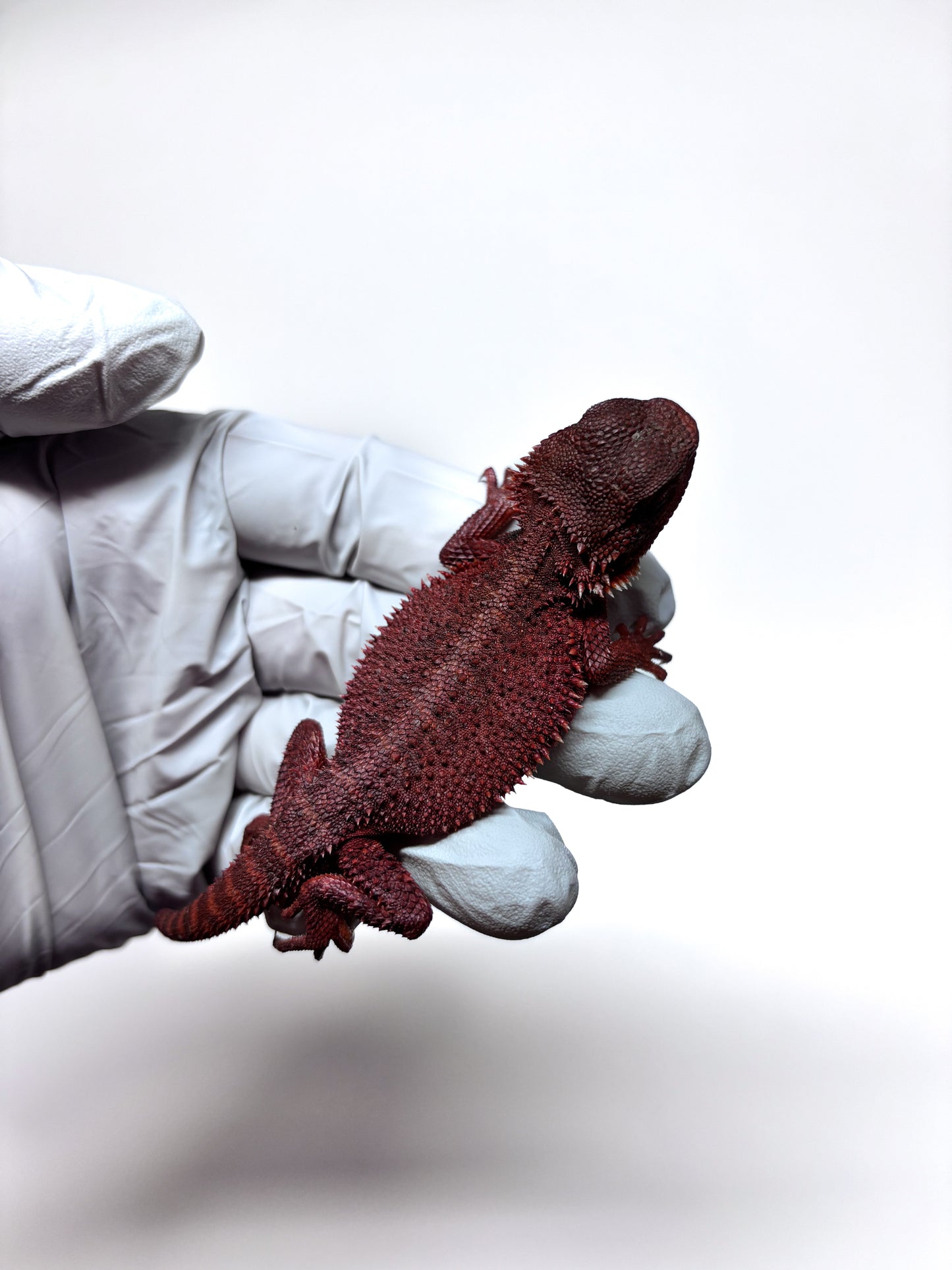 🩸#16 Extreme Dark Red Monster Trans🩸