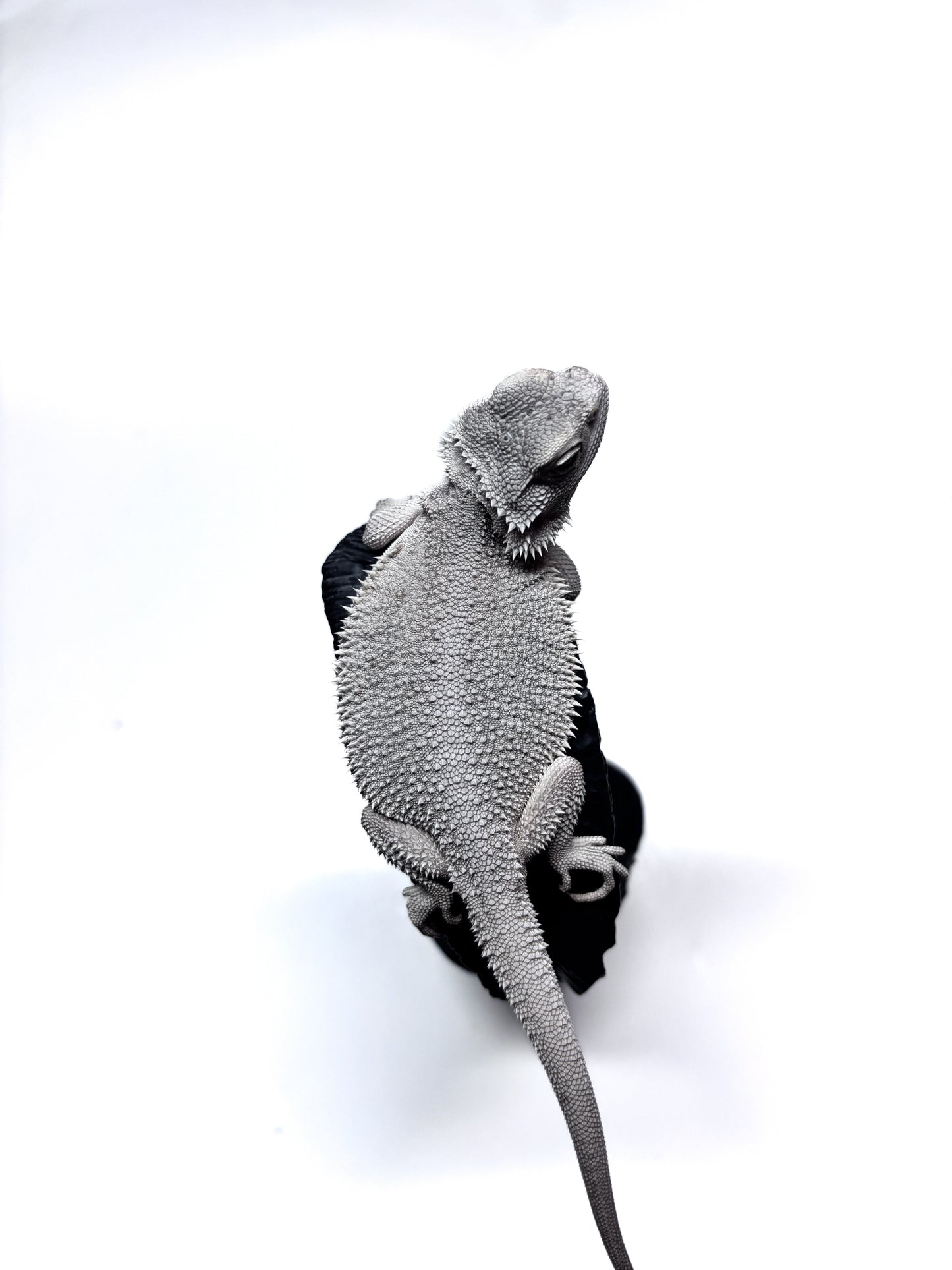 ❄️ #19 Hypo Zero❄️