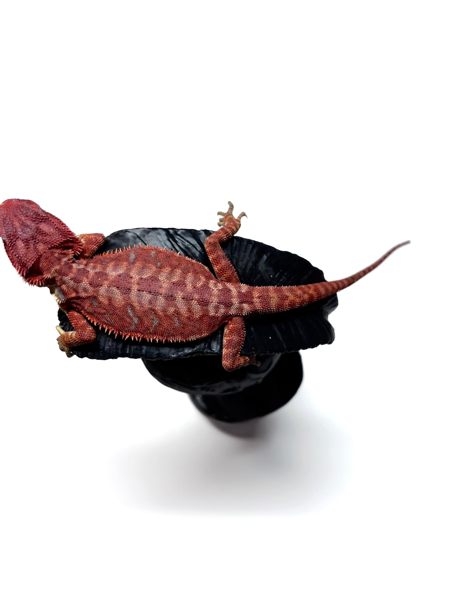 🩸#7 Extreme Dark Red Monster Hypo Leather🩸