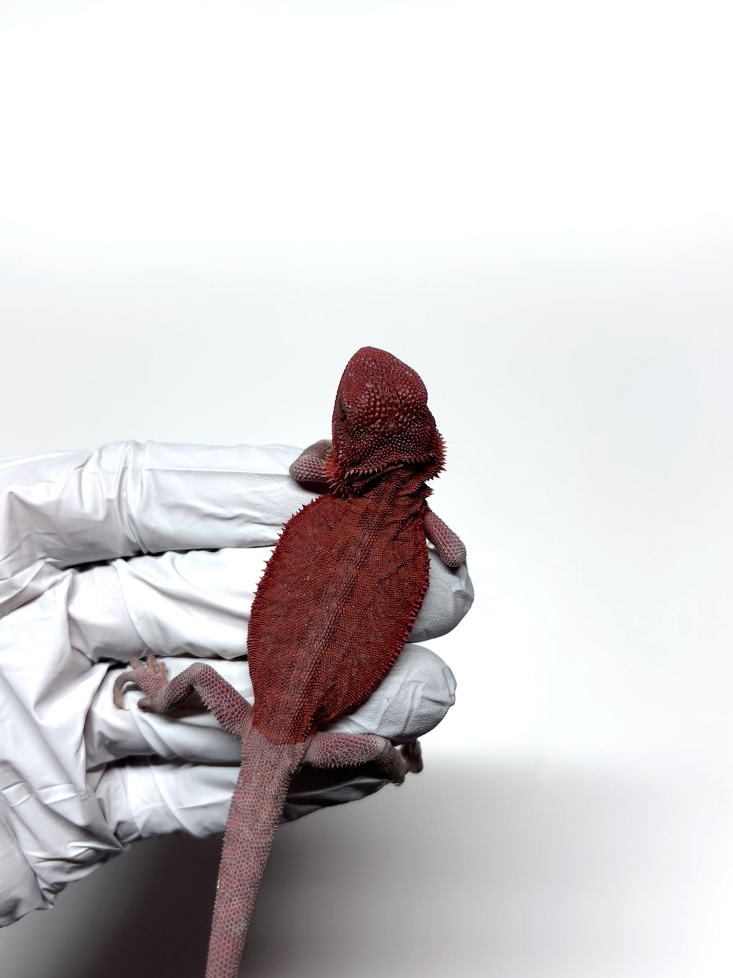 🩸#11 Extreme Red Monster Hypo Trans leather🩸