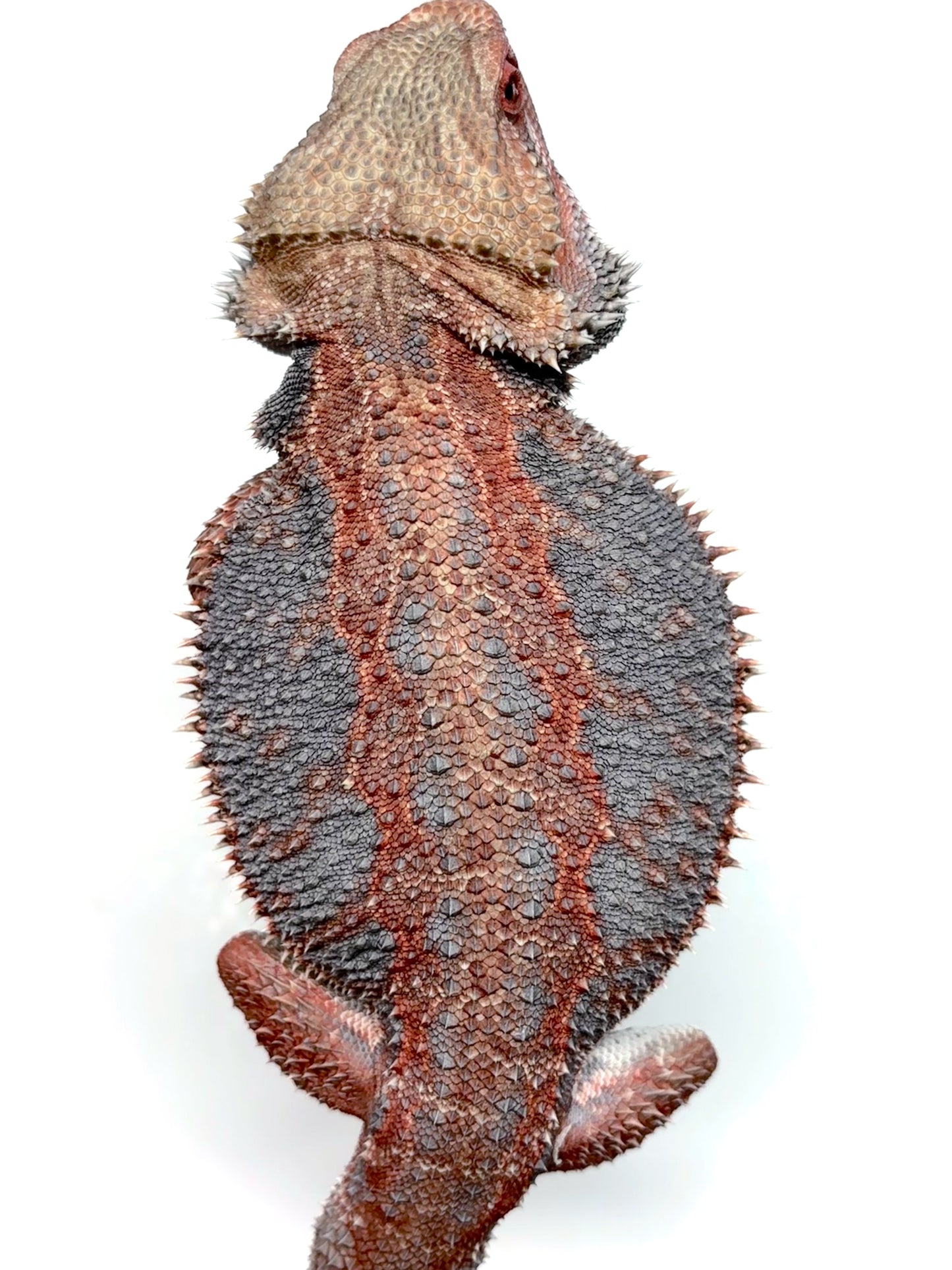 💙❄️#24 EXTREME BLUE HYPO❄️💙