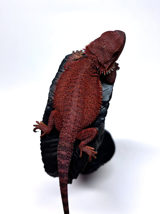 🔥#3 Extreme Dark Red Monster Trans🔥