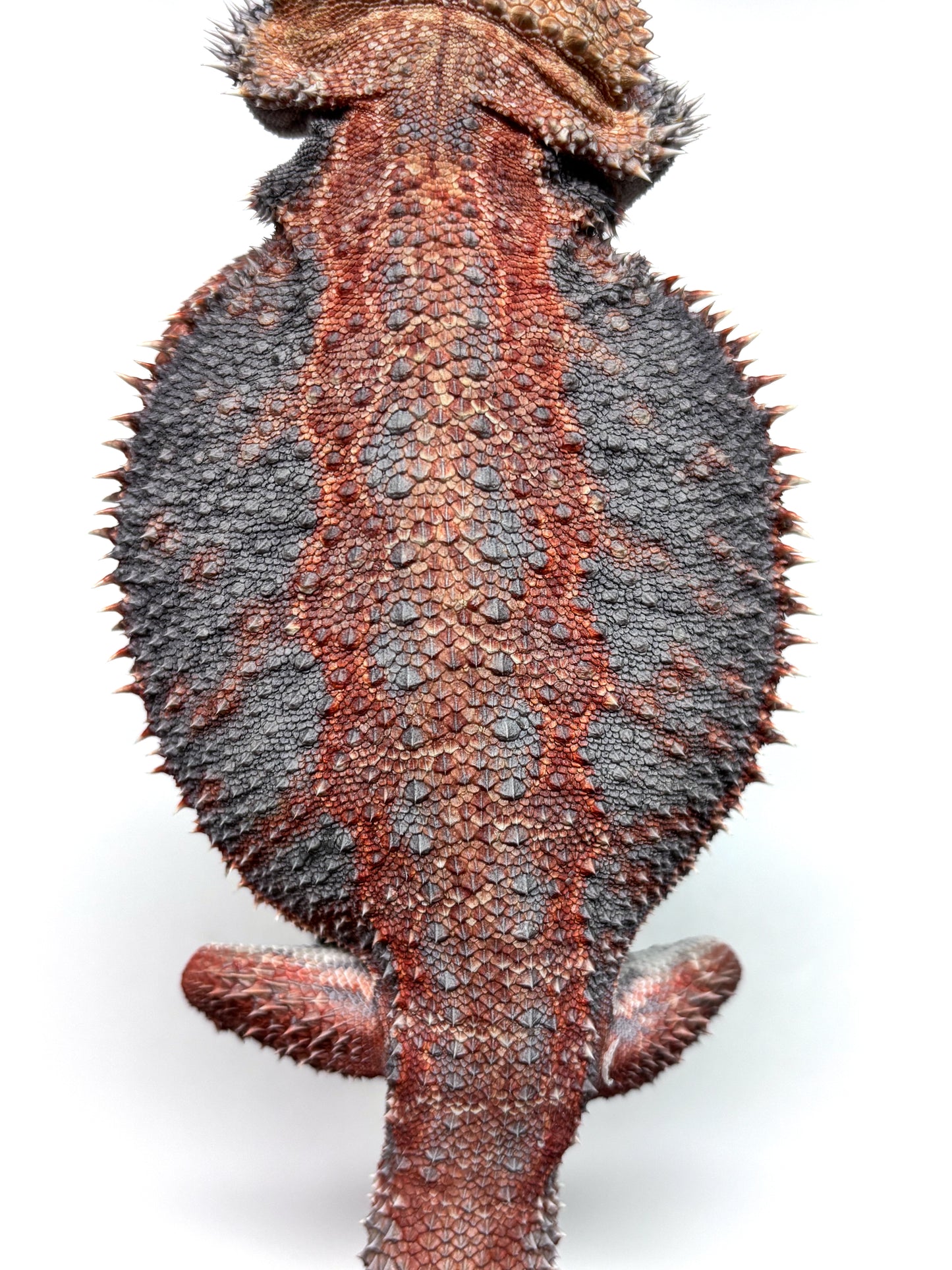 💙❄️#24 EXTREME BLUE HYPO❄️💙